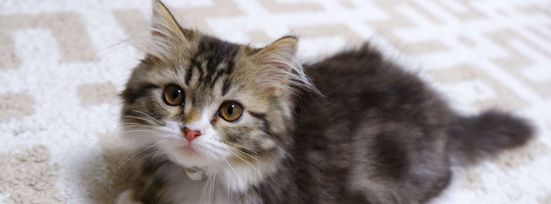 猫(子猫・猫舎の子) | 犬舎の日々の様子など | 埼玉県でブリーダーならリトルクラブ