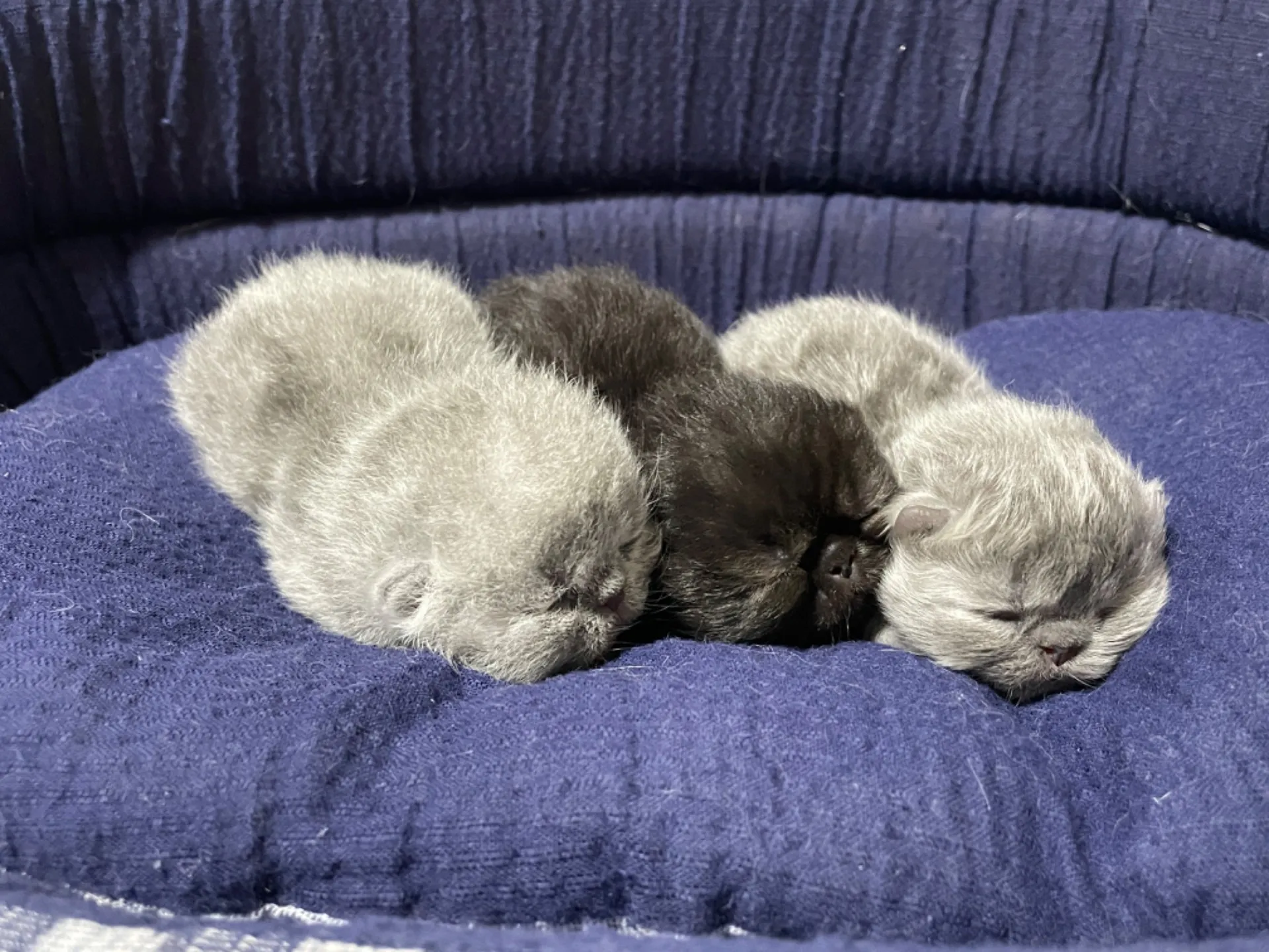 可愛い3兄妹｜ペルシャ|エキゾチック｜猫ブリーダー