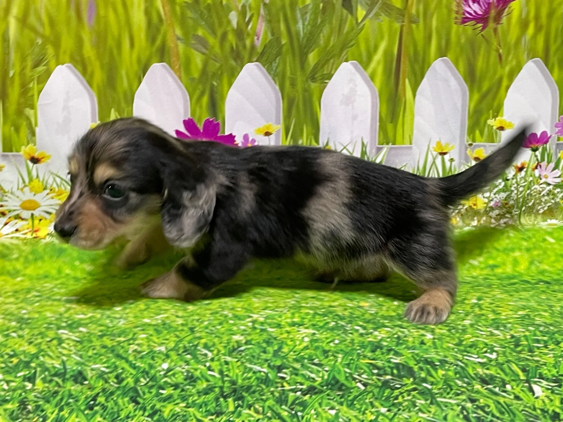 10/30生＜売約済＞Mダックス♂