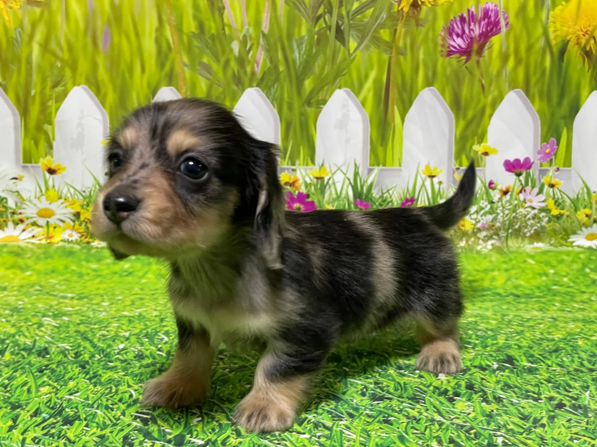 10/30生＜売約済＞Mダックス♂