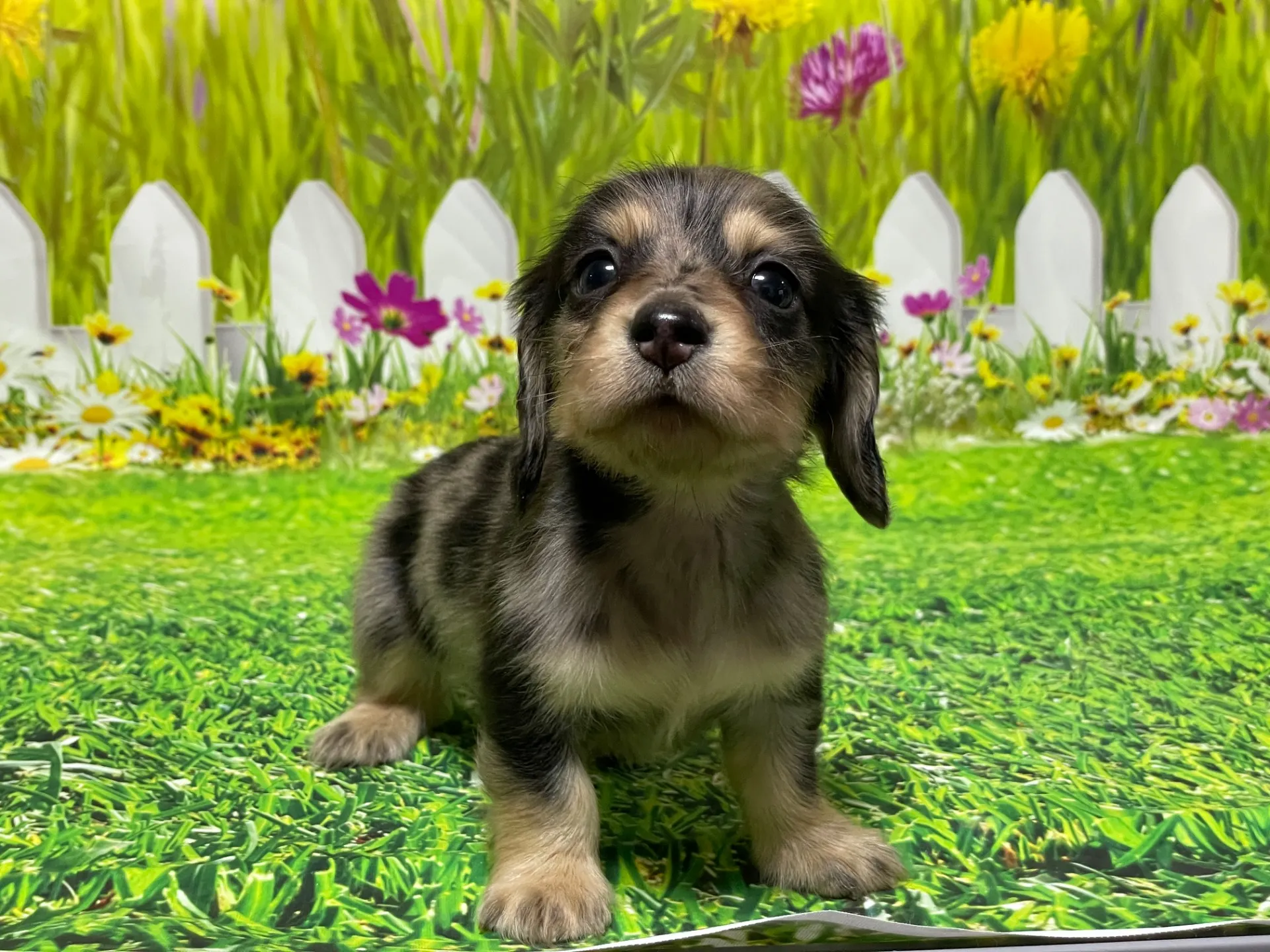 10/30生＜売約済＞Mダックス♂