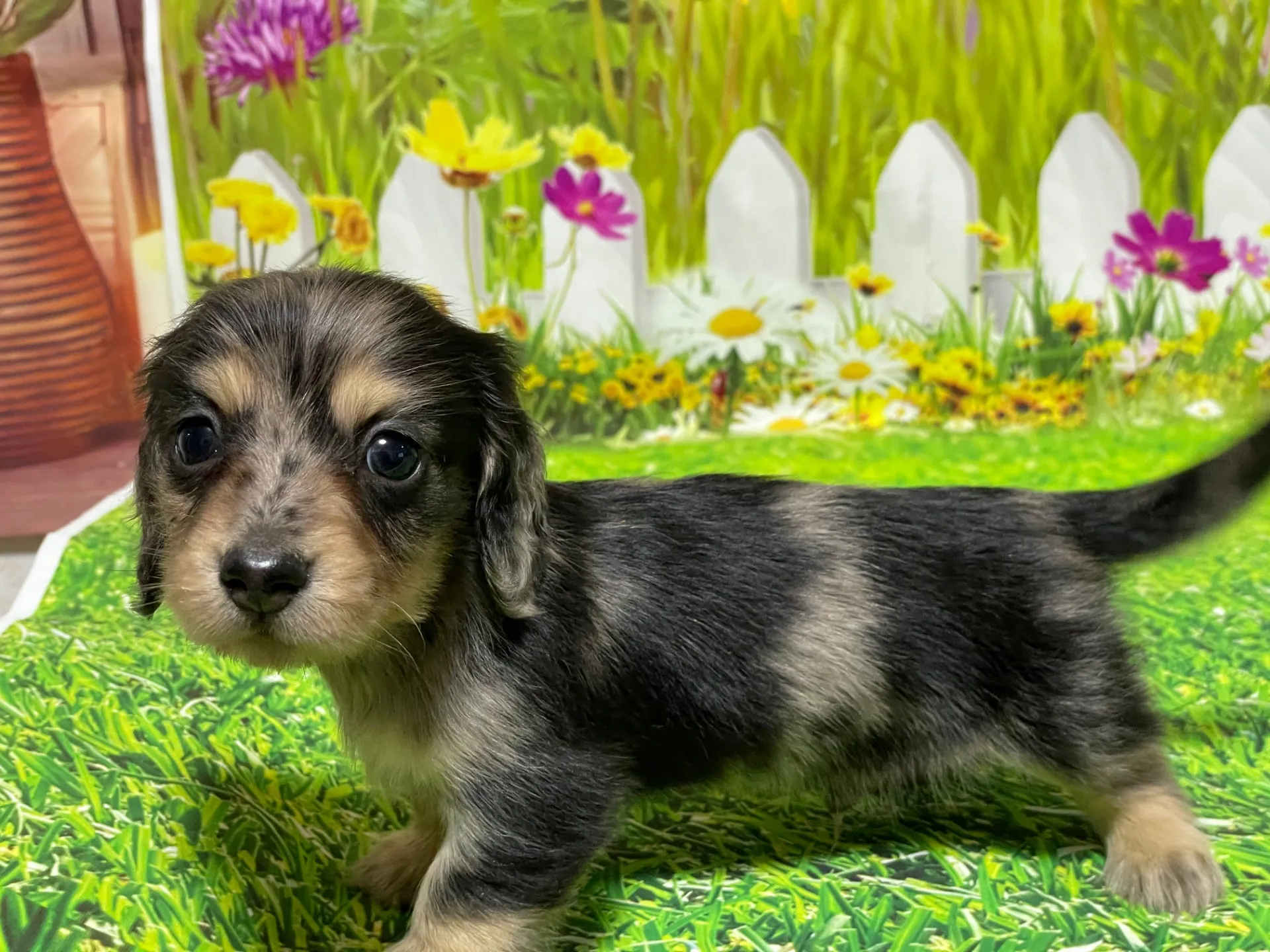 10/30生＜売約済＞Mダックス♂