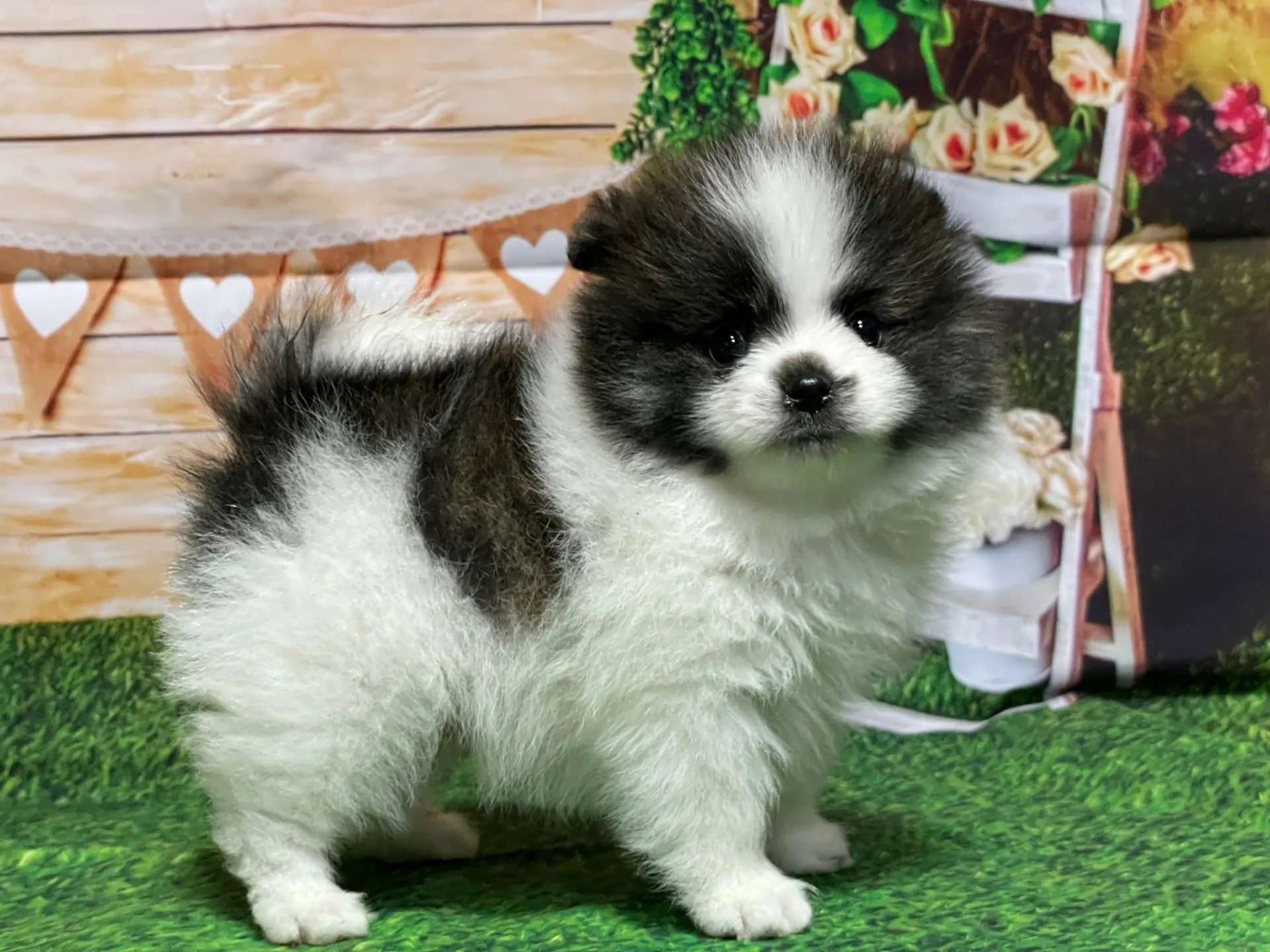 3/1生　<売約済>ポメラニアン