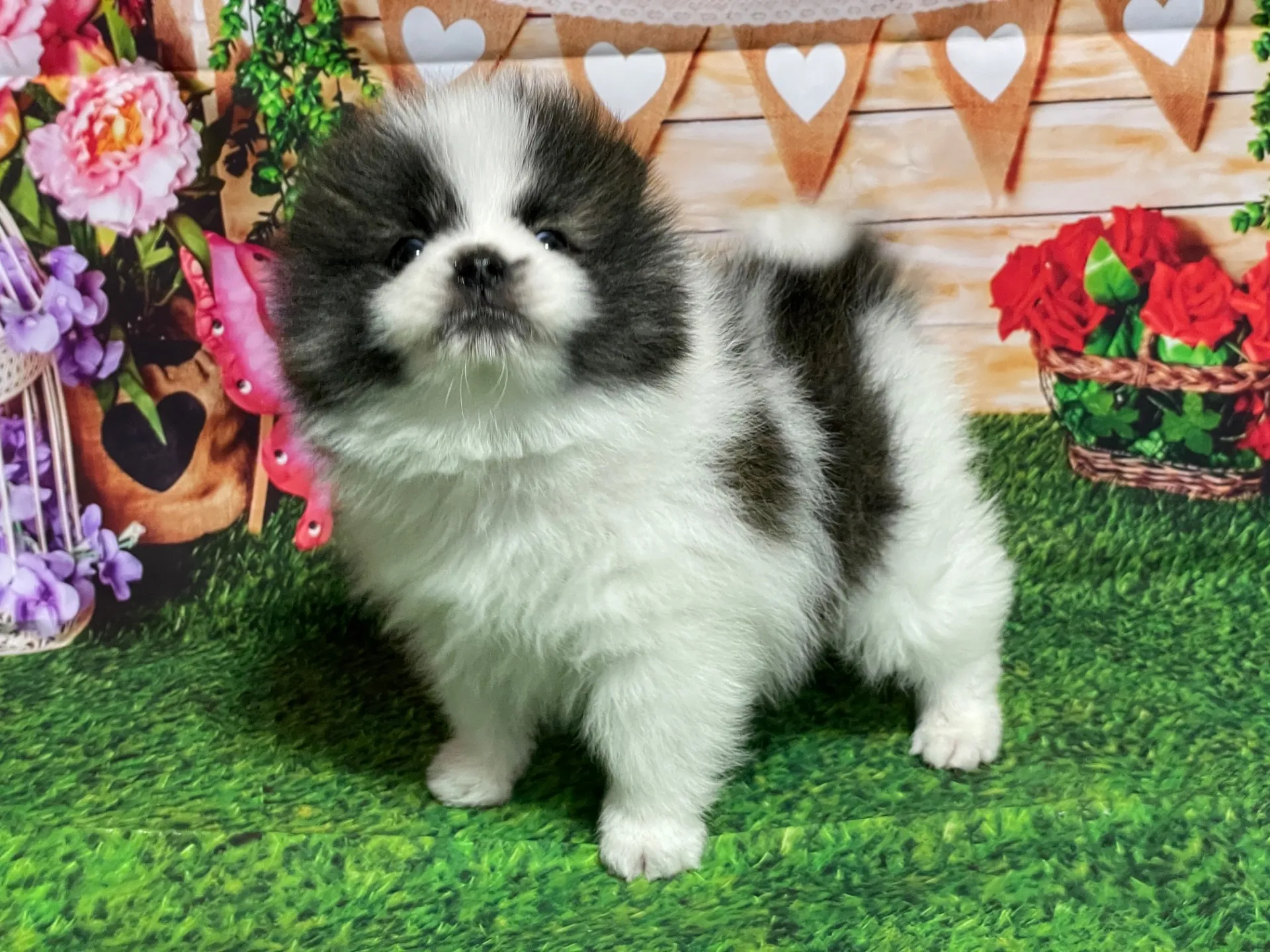 3/1生　<売約済>ポメラニアン