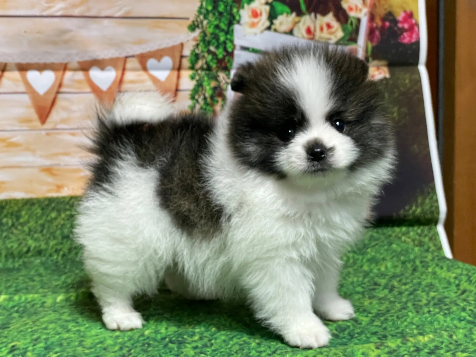 3/1生　<売約済>ポメラニアン