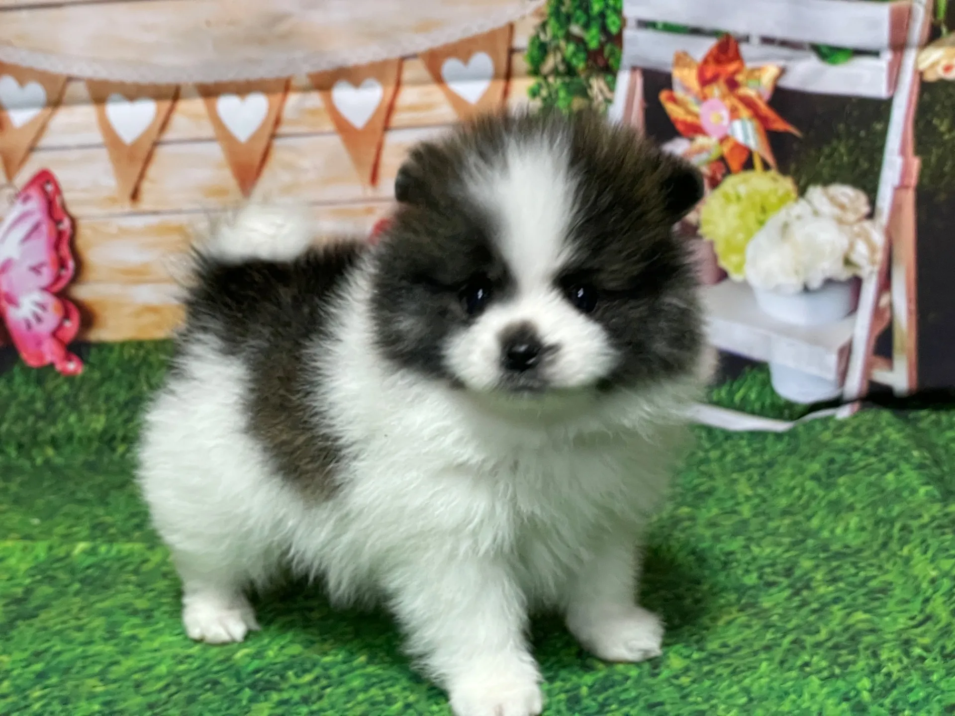 3/1生　<売約済>ポメラニアン