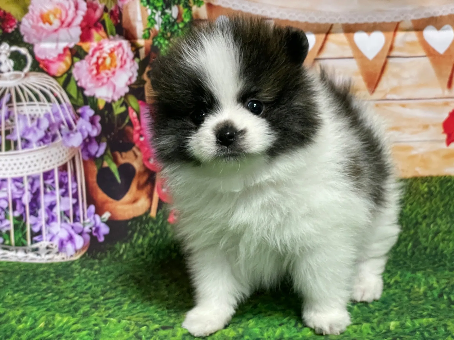 3/1生　<売約済>ポメラニアン