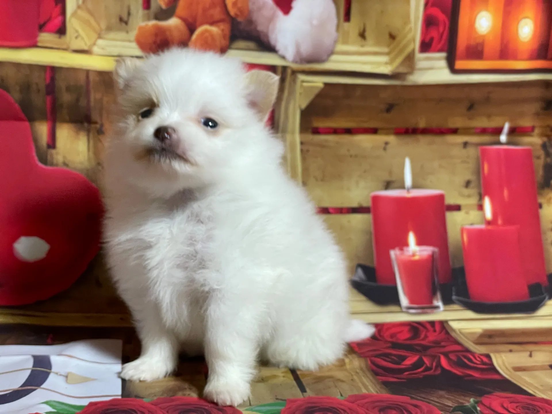 4/12生　<売約済>ポメラニアン