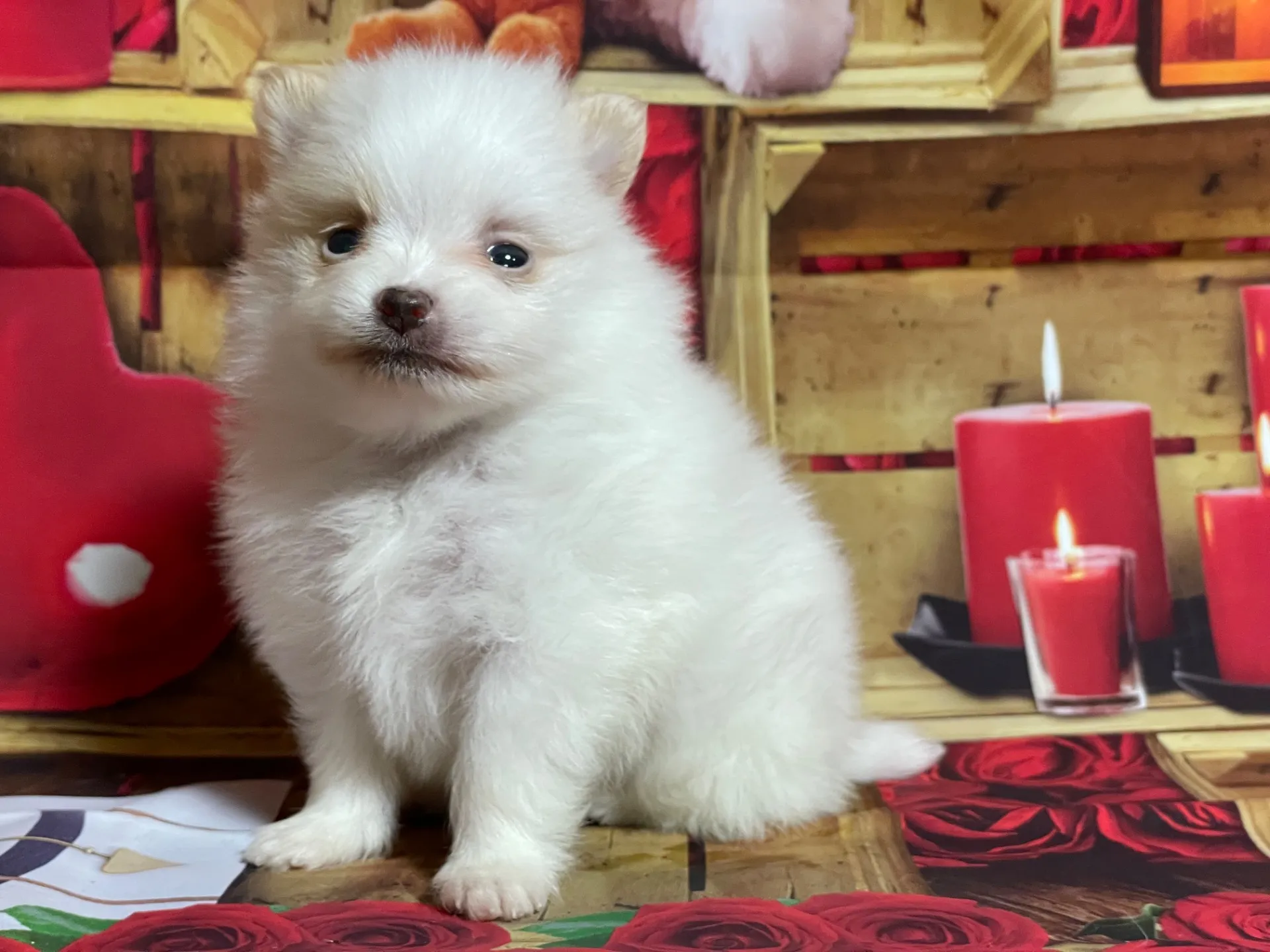 4/12生　<売約済>ポメラニアン