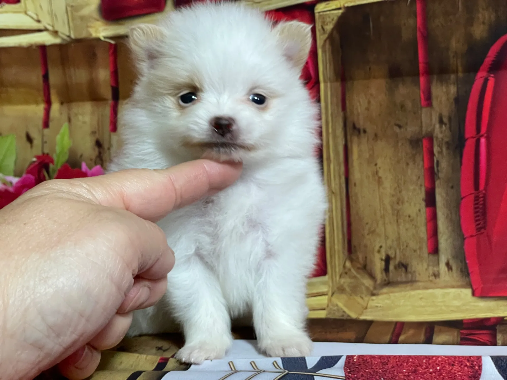 4/12生　<売約済>ポメラニアン