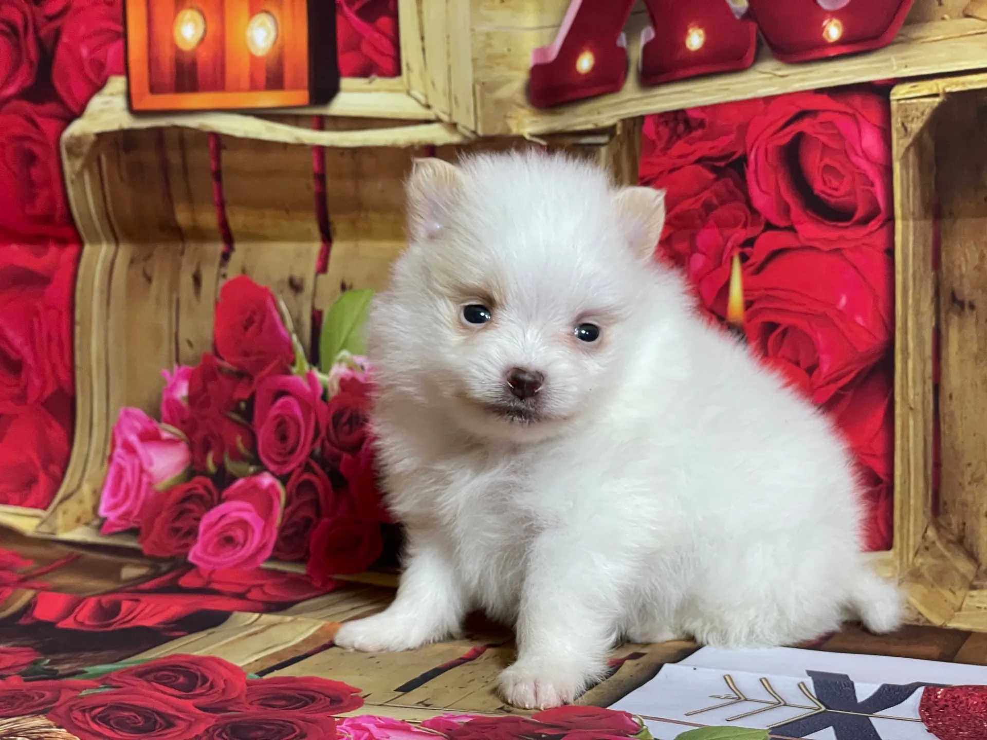 4/12生　<売約済>ポメラニアン