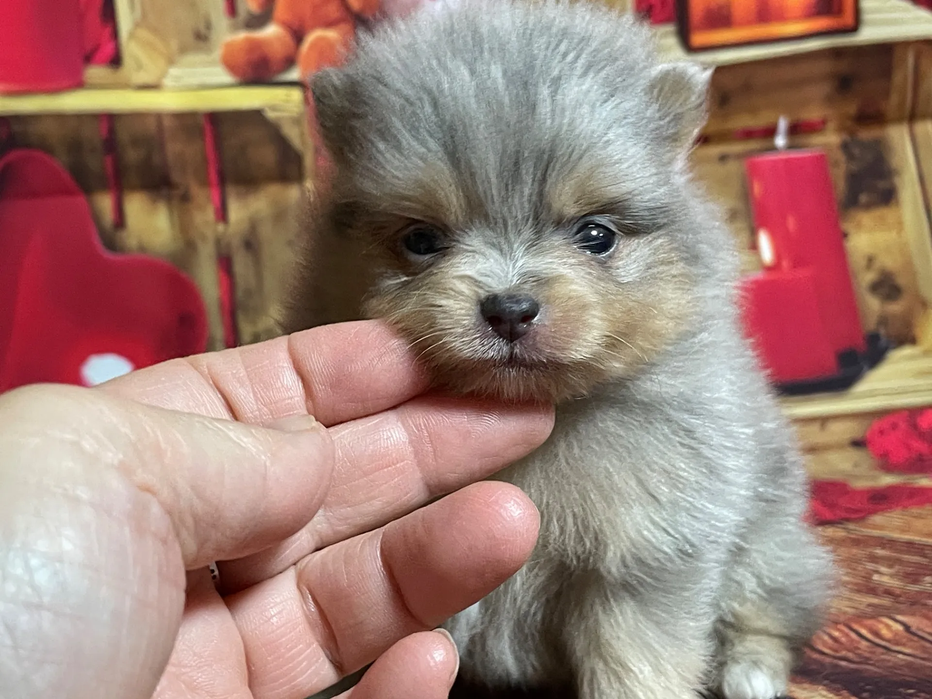 4/12生　<売約済>ポメラニアン