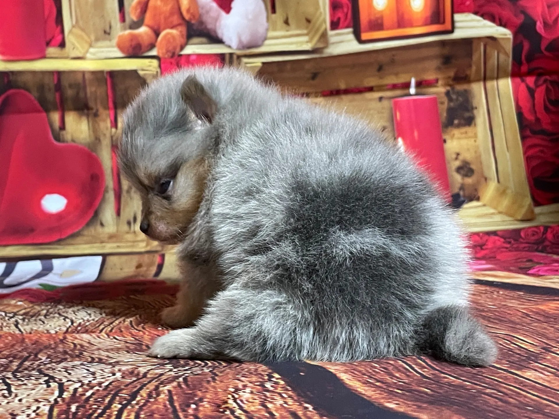 4/12生　<売約済>ポメラニアン