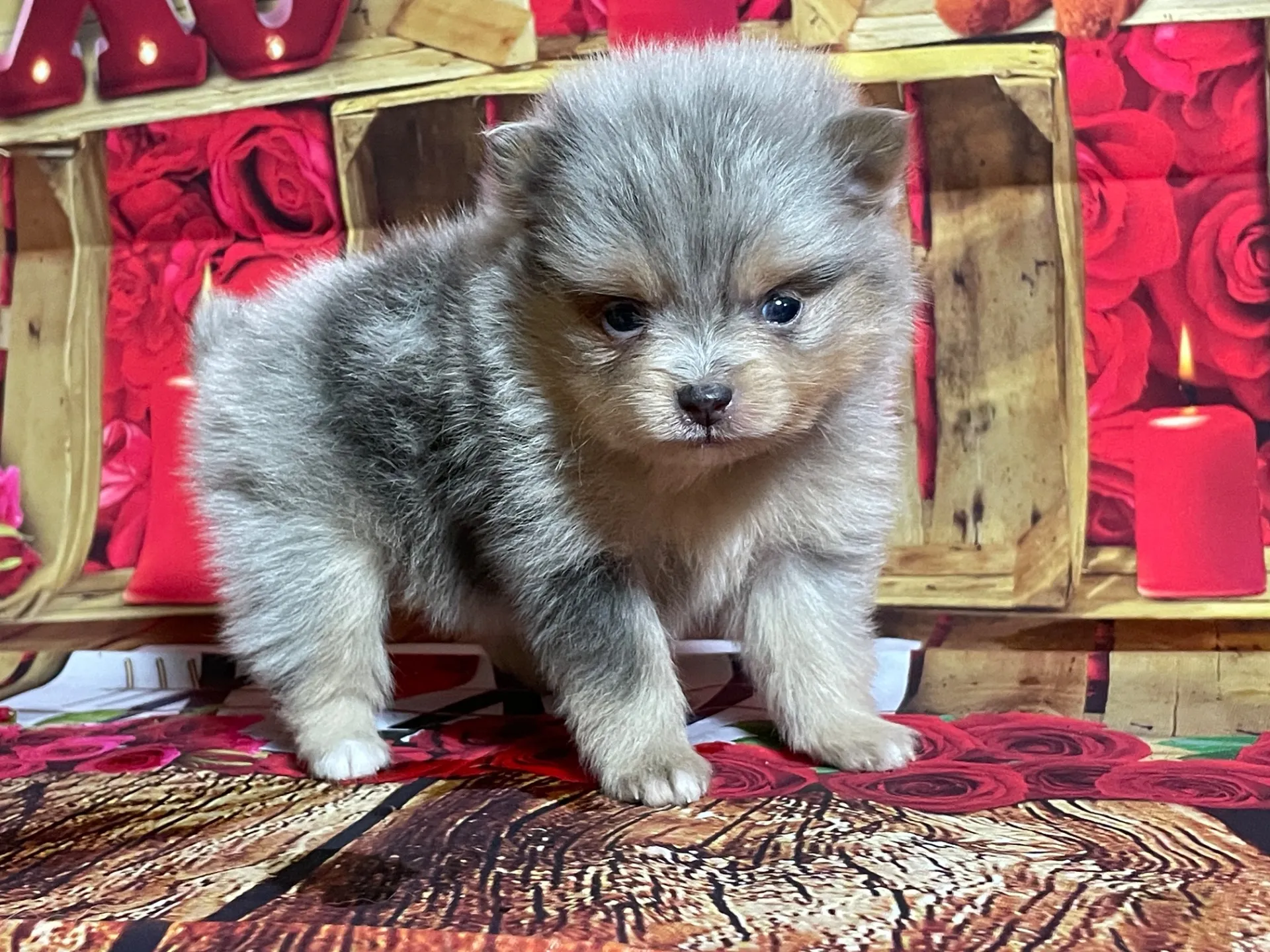 4/12生　<売約済>ポメラニアン