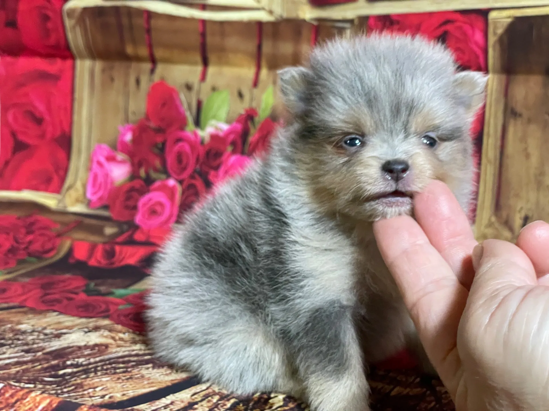 4/12生　<売約済>ポメラニアン