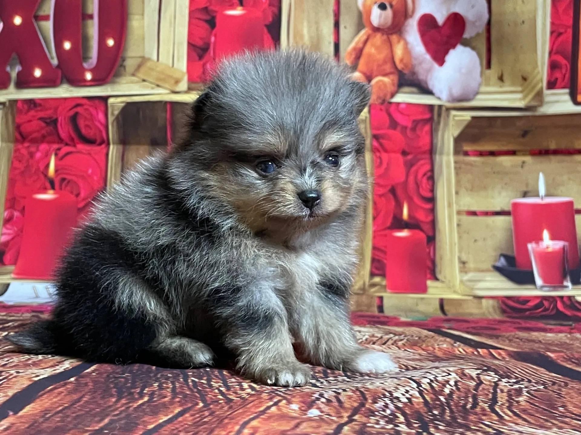 4/12生　<売約済>ポメラニアン