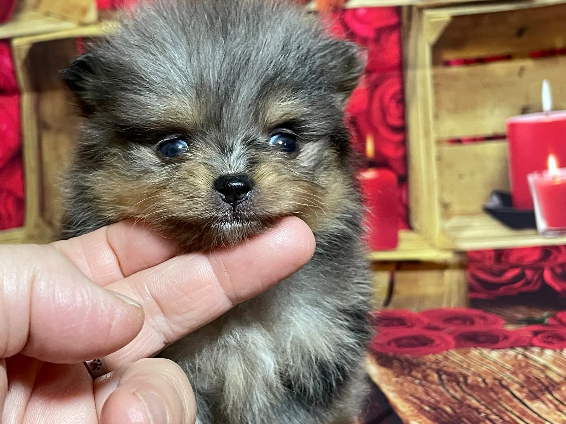 4/12生　<売約済>ポメラニアン