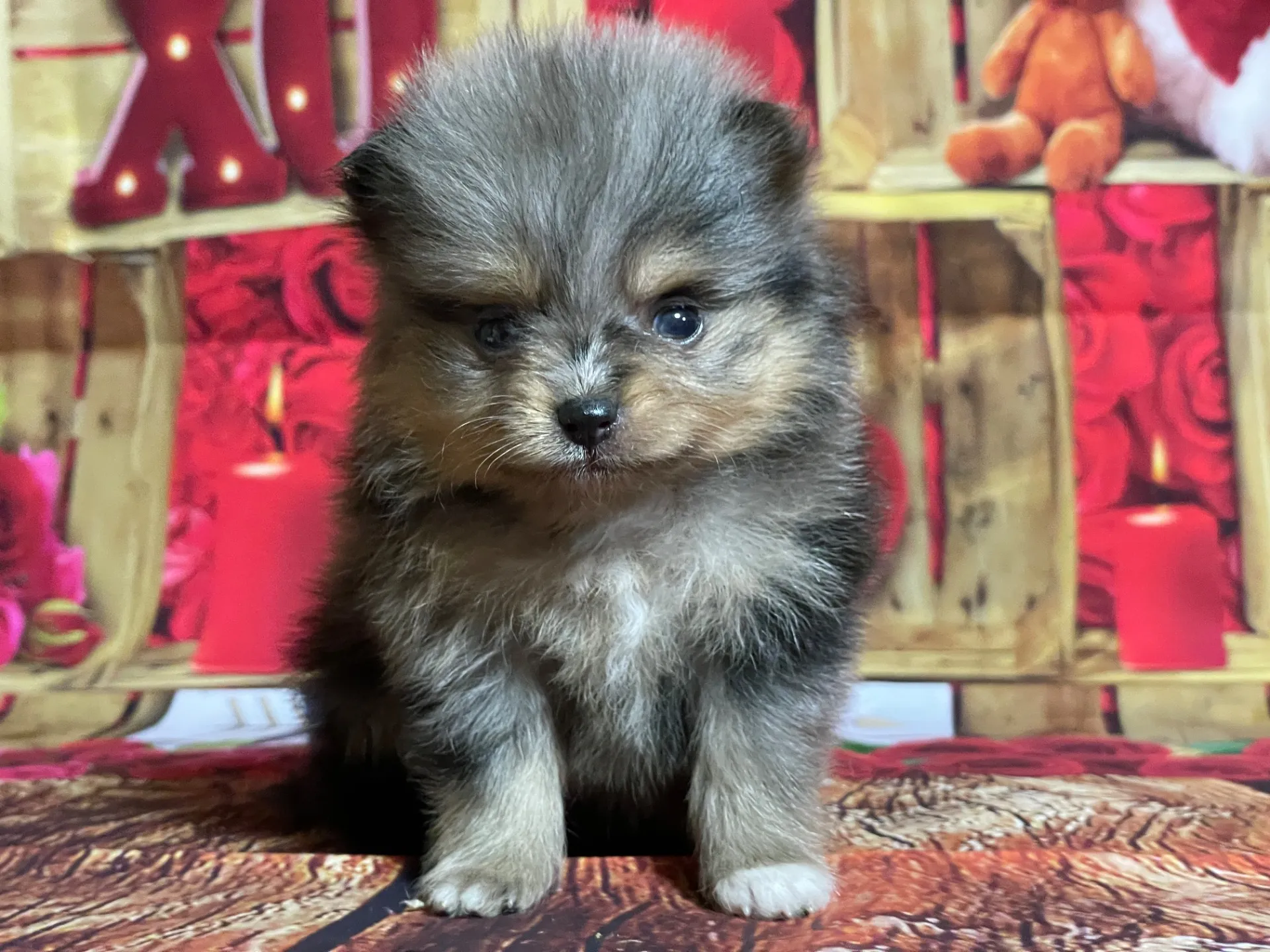 4/12生　<売約済>ポメラニアン