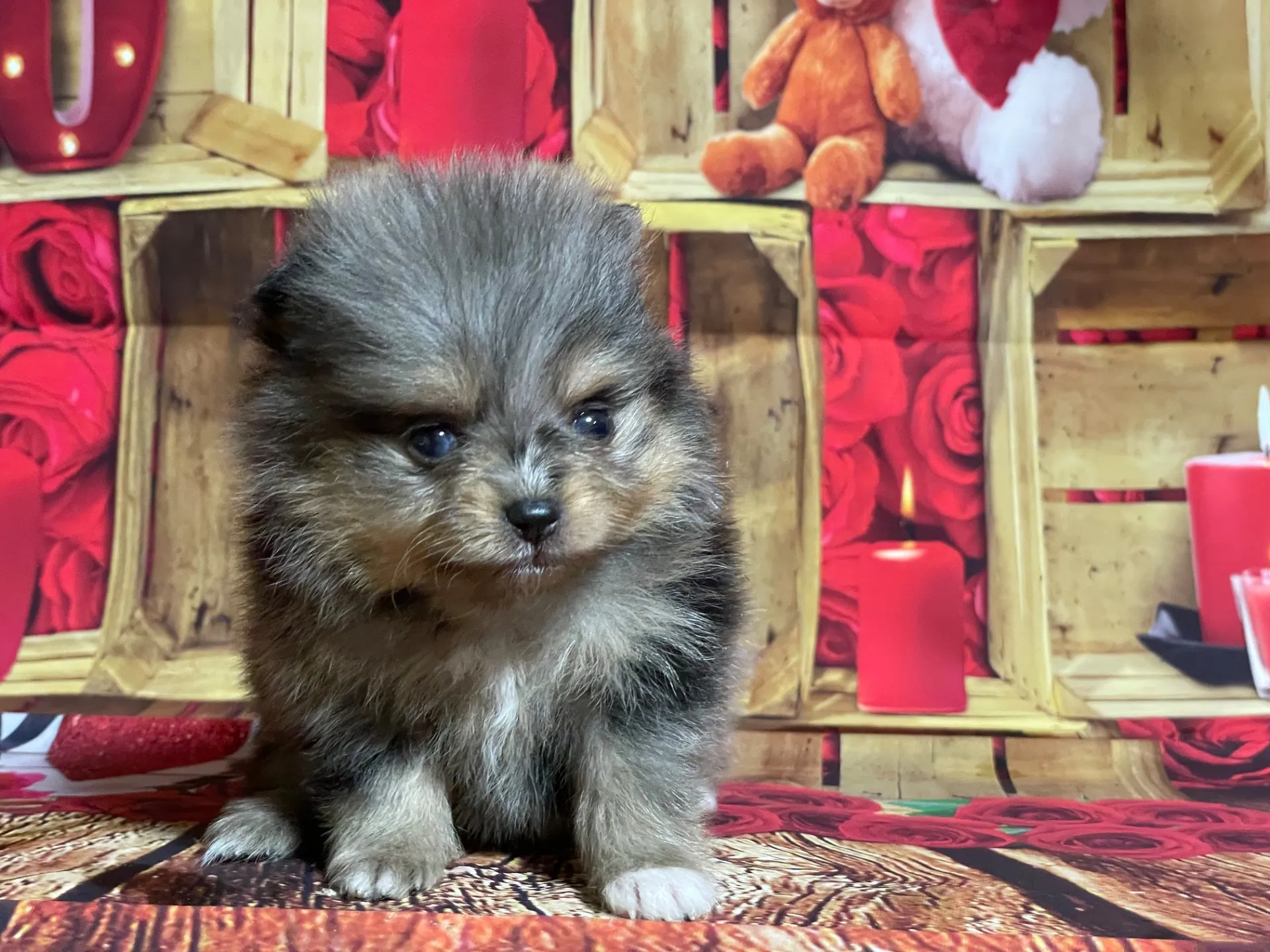 4/12生　<売約済>ポメラニアン