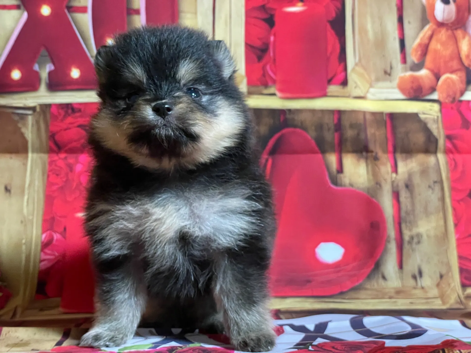 4/12生　<売約済>ポメラニアン