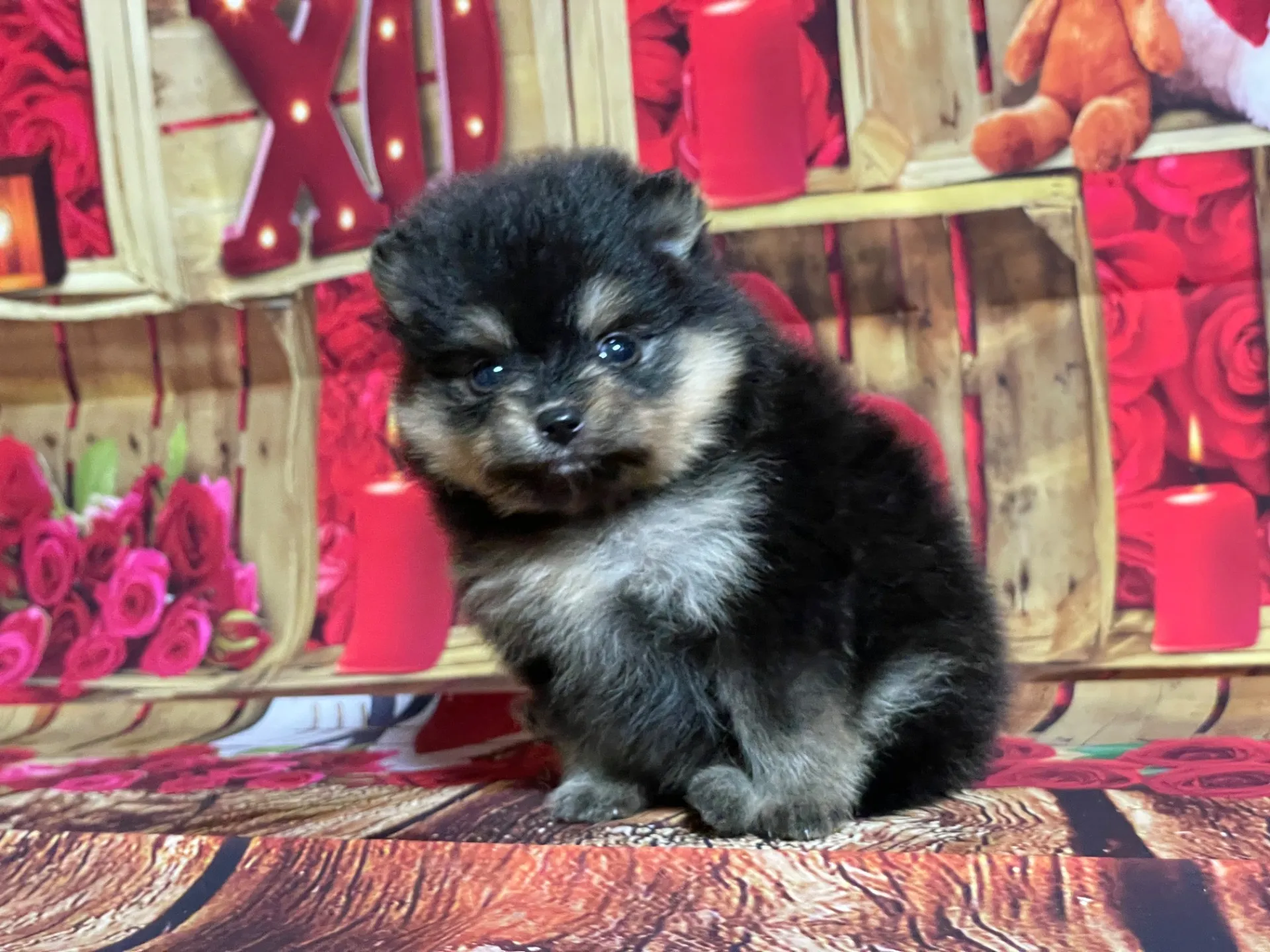 4/12生　<売約済>ポメラニアン