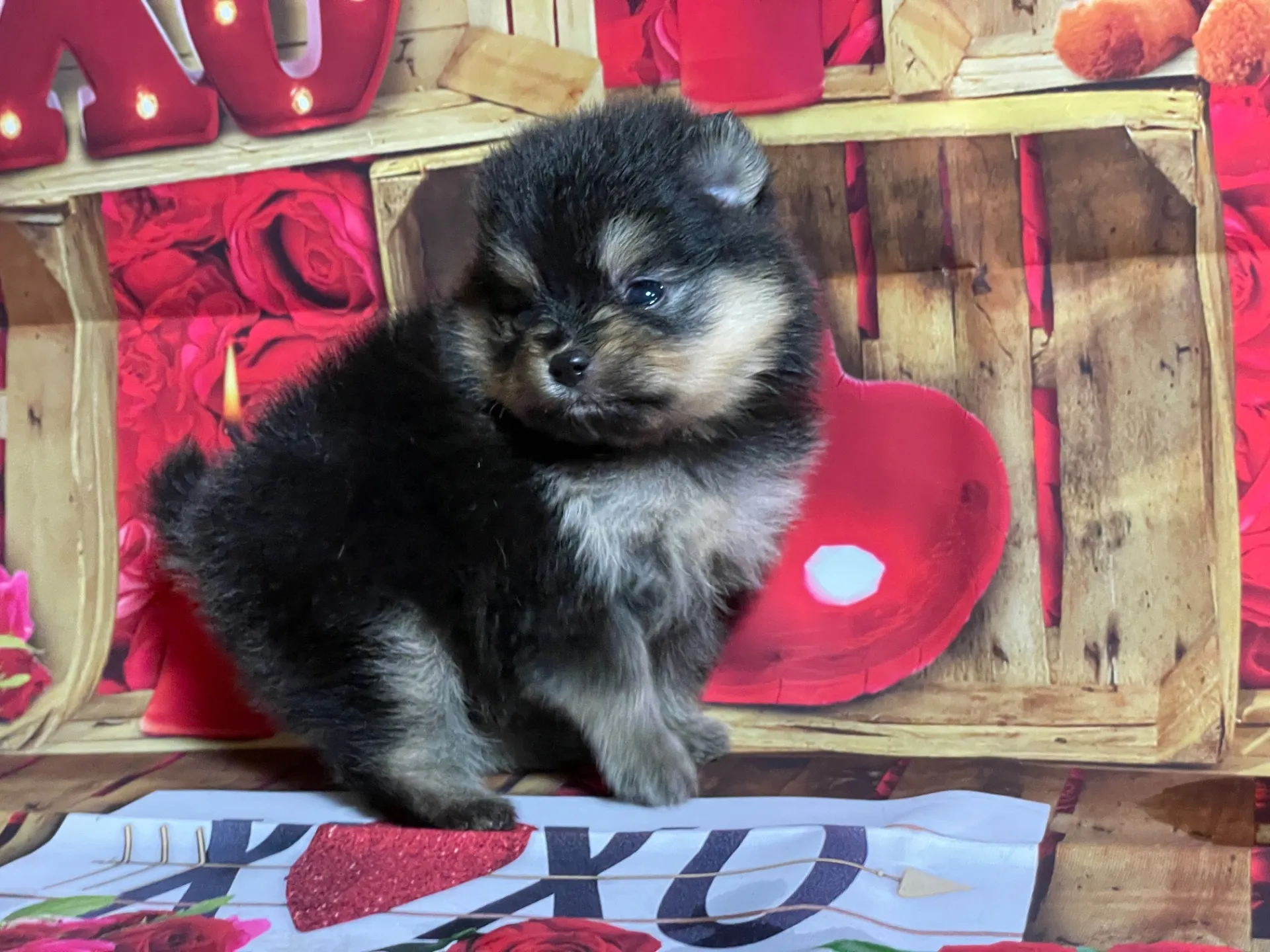 4/12生　<売約済>ポメラニアン