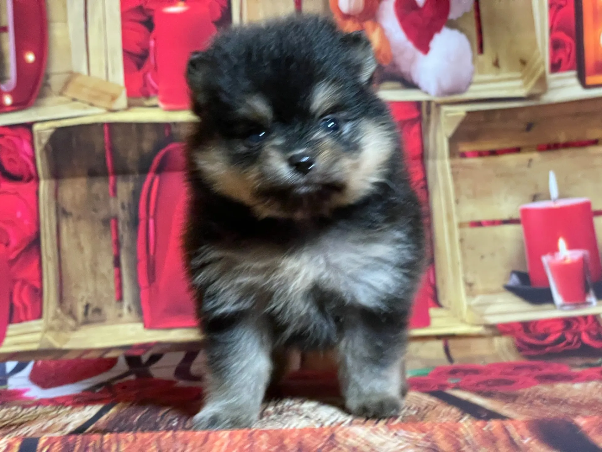 4/12生　<売約済>ポメラニアン