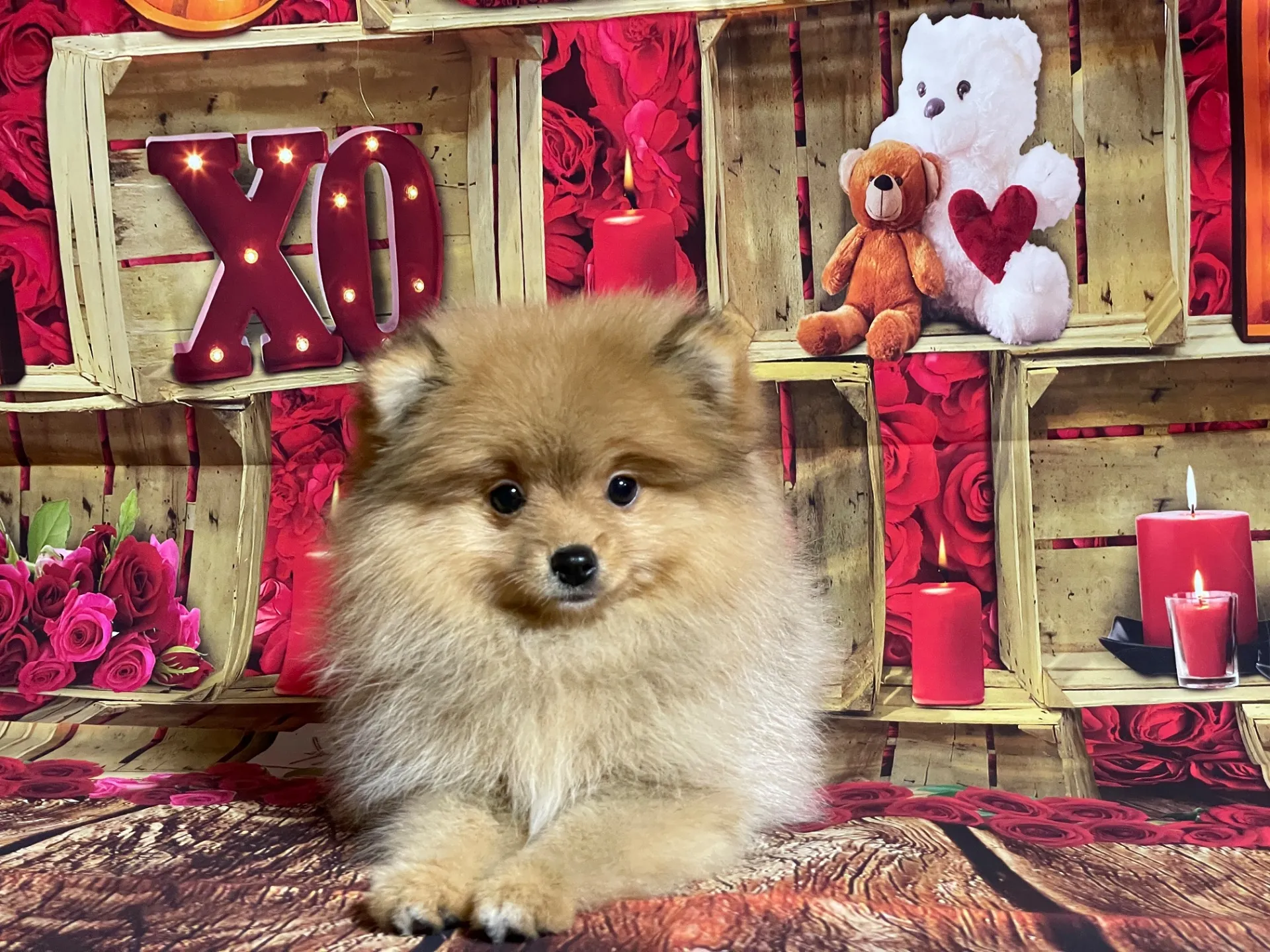 2/16生　<募集中>ポメラニア