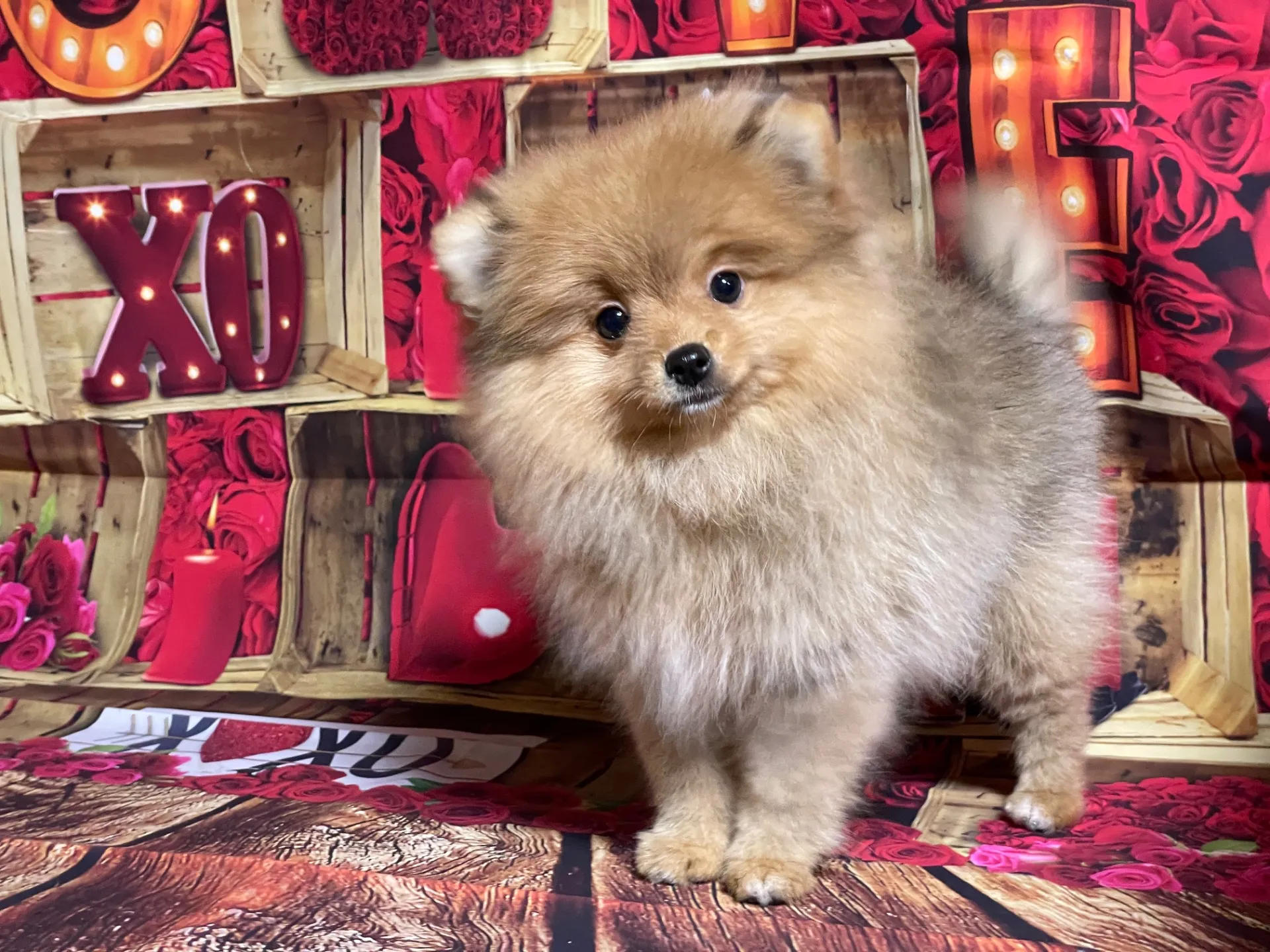 2/16生　<募集中>ポメラニア