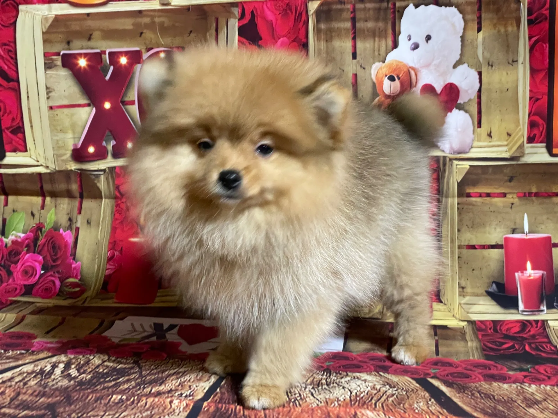 2/16生　<募集中>ポメラニア