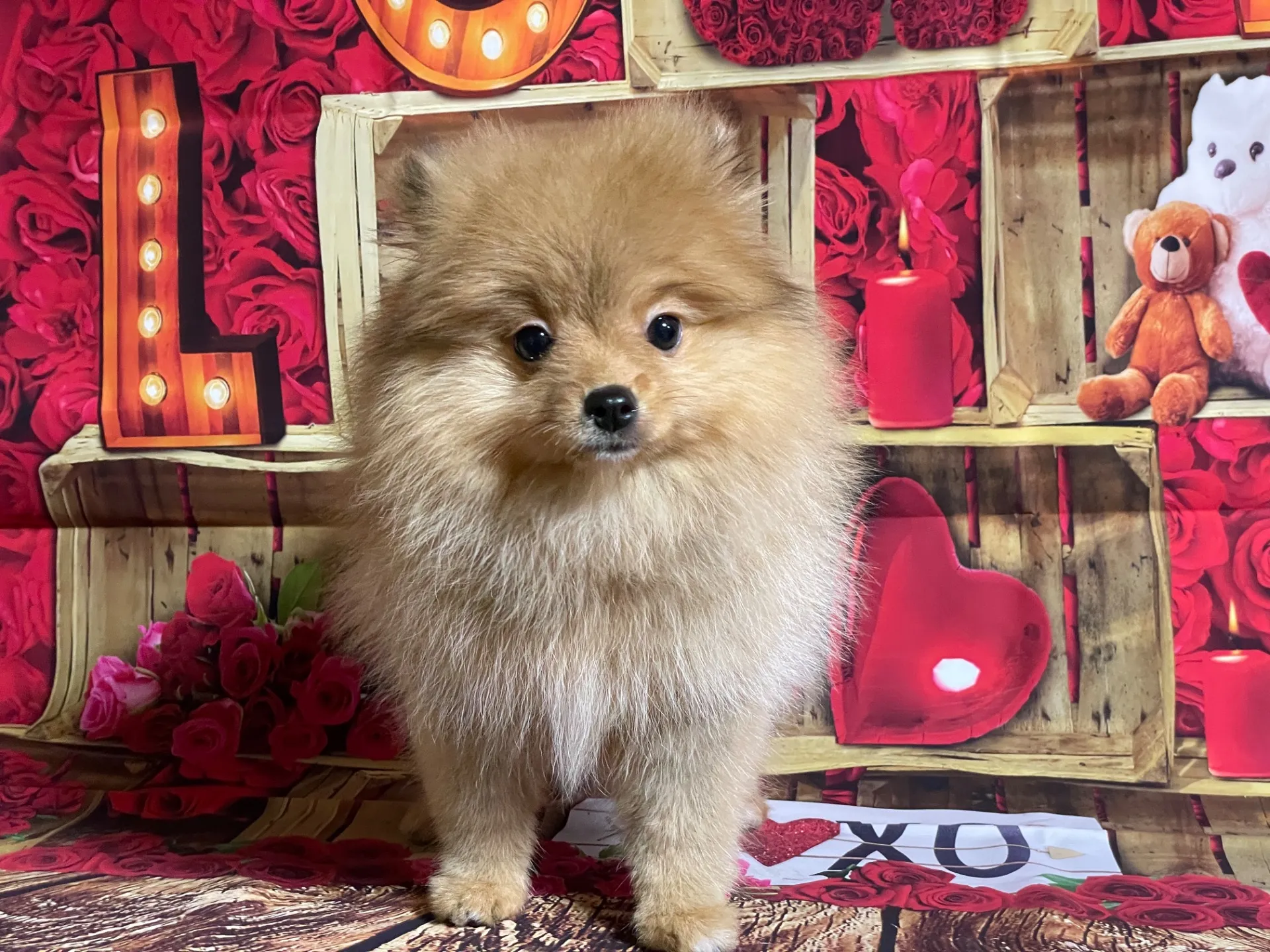 2/16生　<募集中>ポメラニア