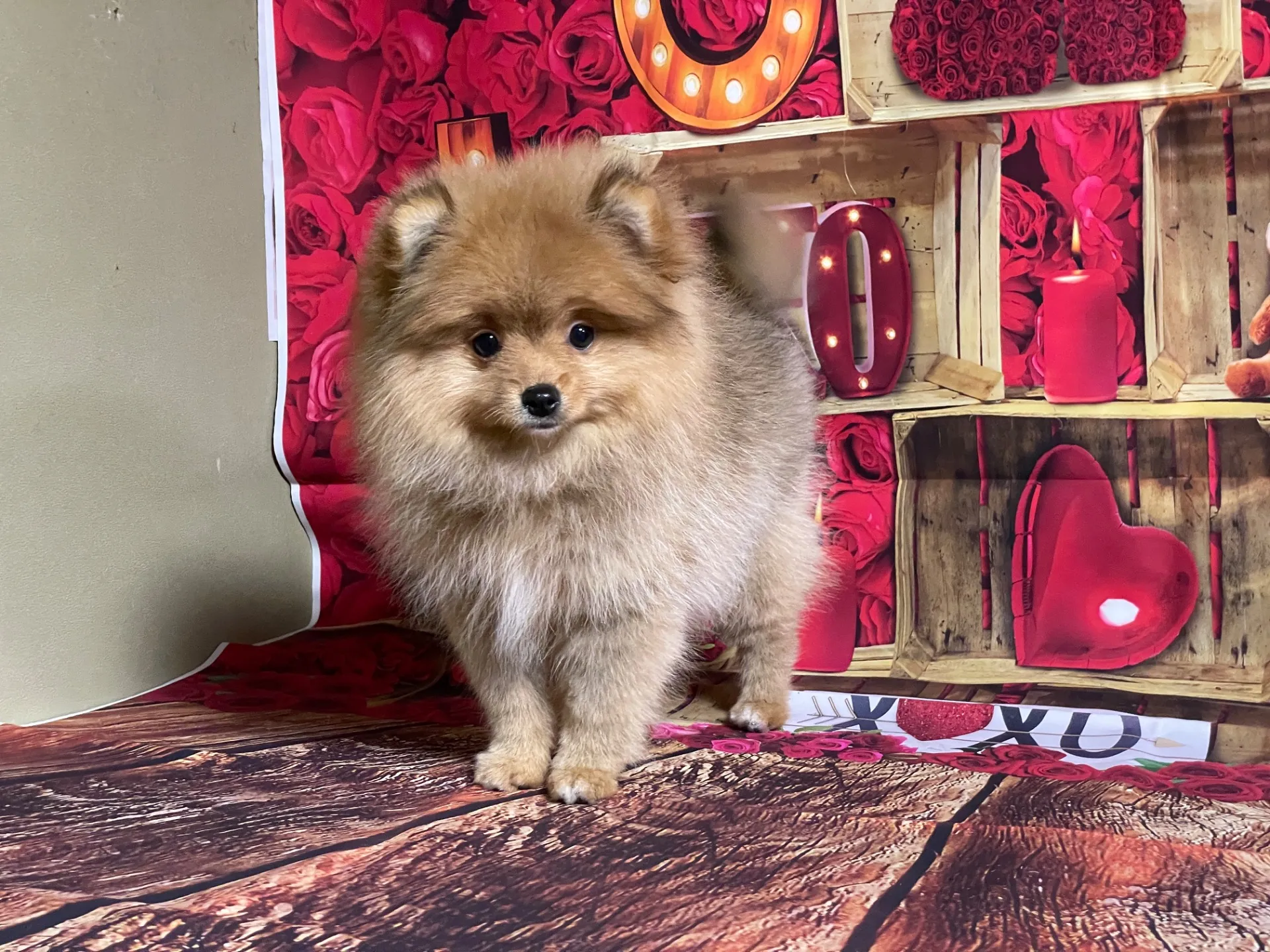 2/16生　<募集中>ポメラニア