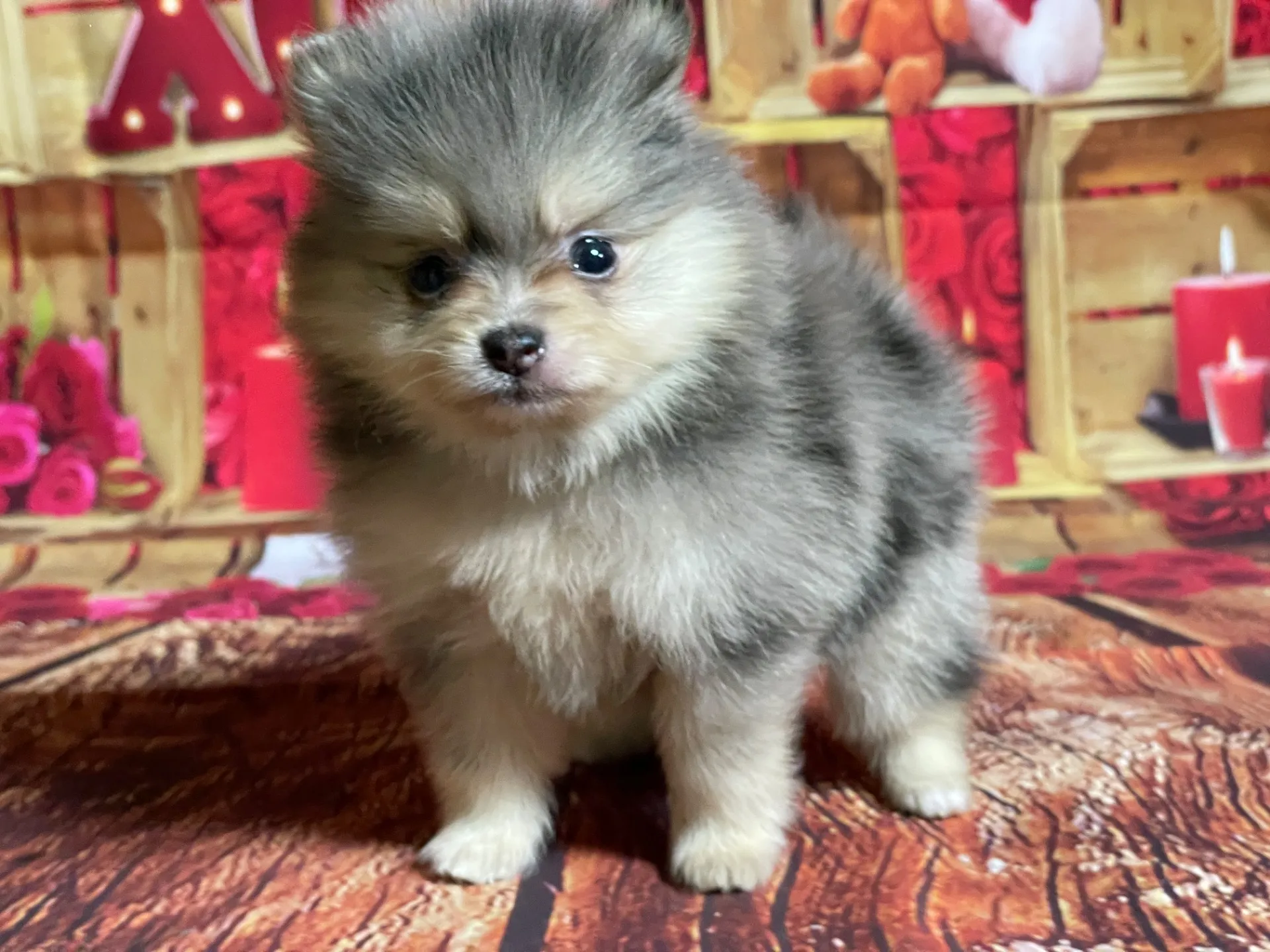 4/12生　<売約済>ポメラニアン