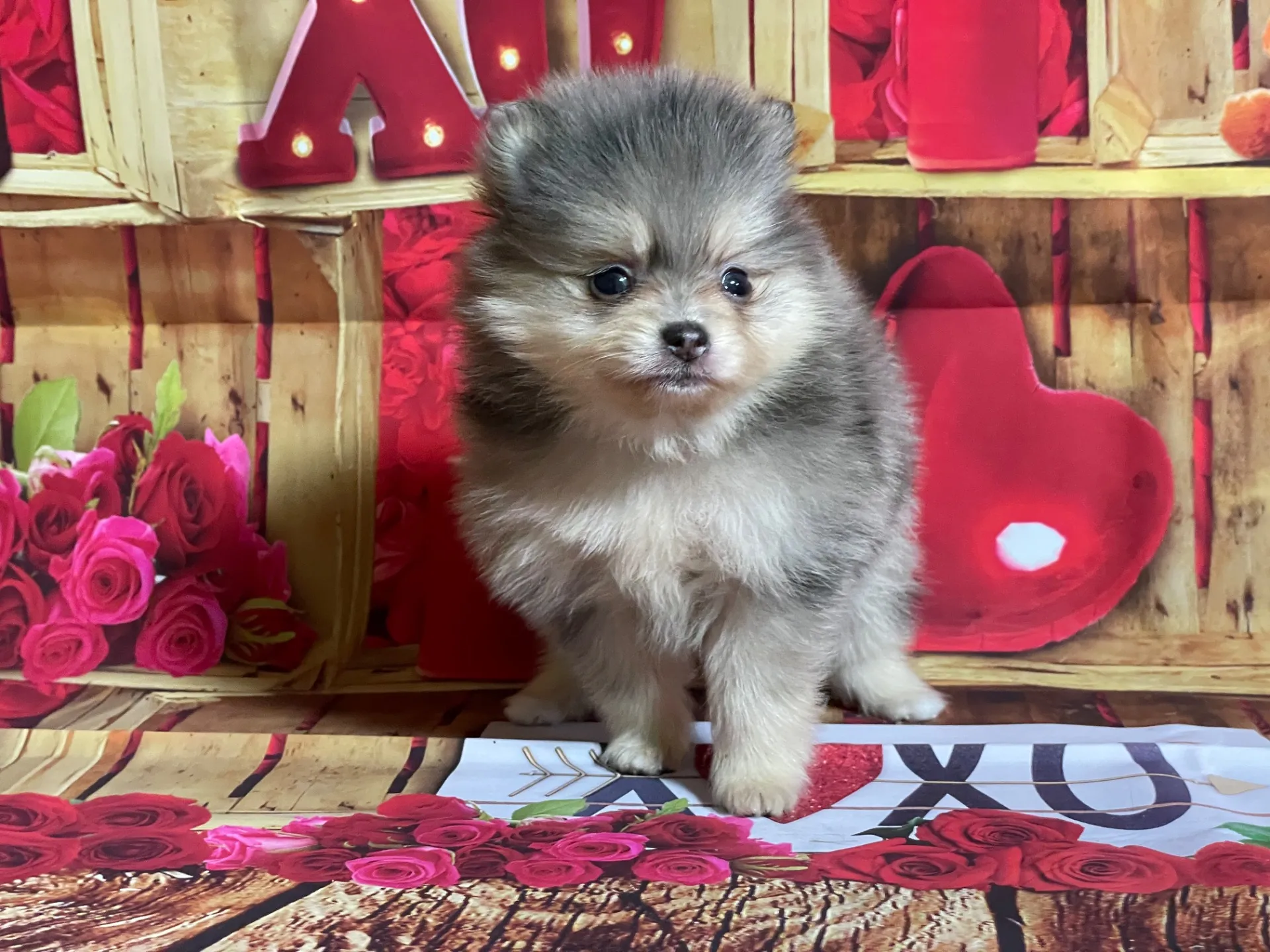 4/12生　<売約済>ポメラニアン