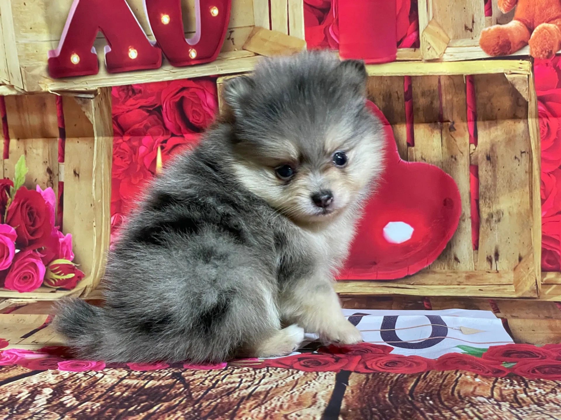 4/12生　<売約済>ポメラニアン