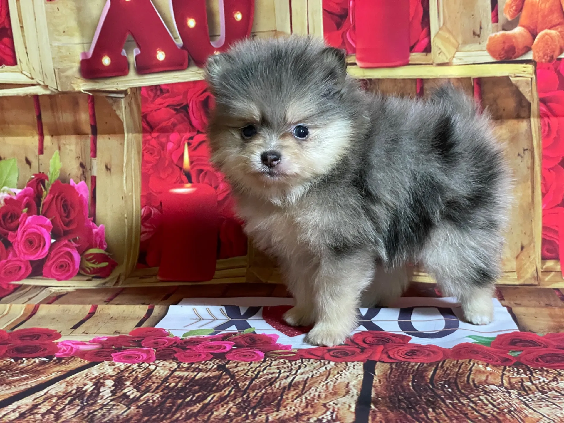 4/12生　<売約済>ポメラニアン