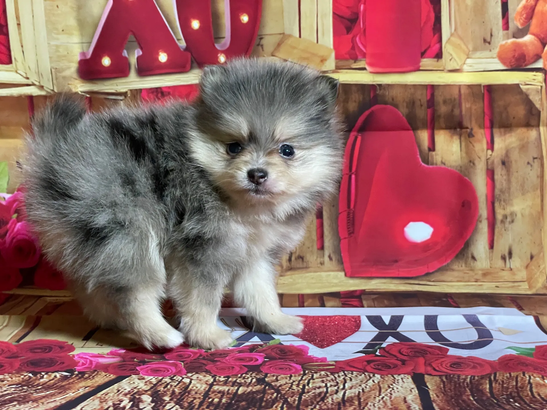 4/12生　<売約済>ポメラニアン