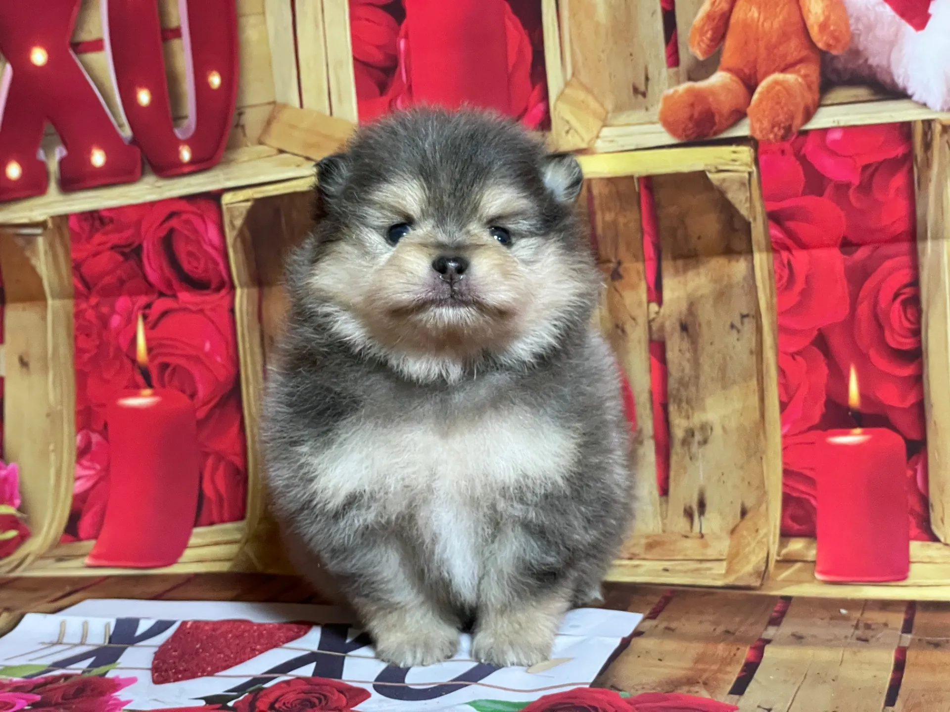4/22生　<売約済>ポメラニアン