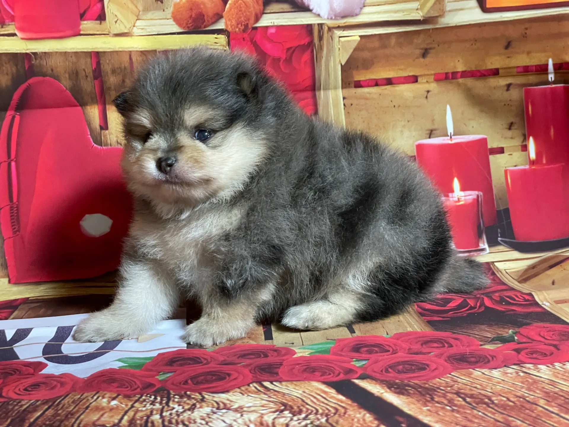 4/22生　<売約済>ポメラニアン