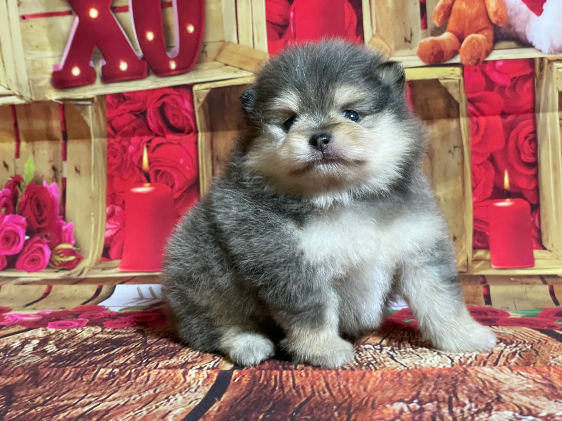 4/22生　<売約済>ポメラニアン