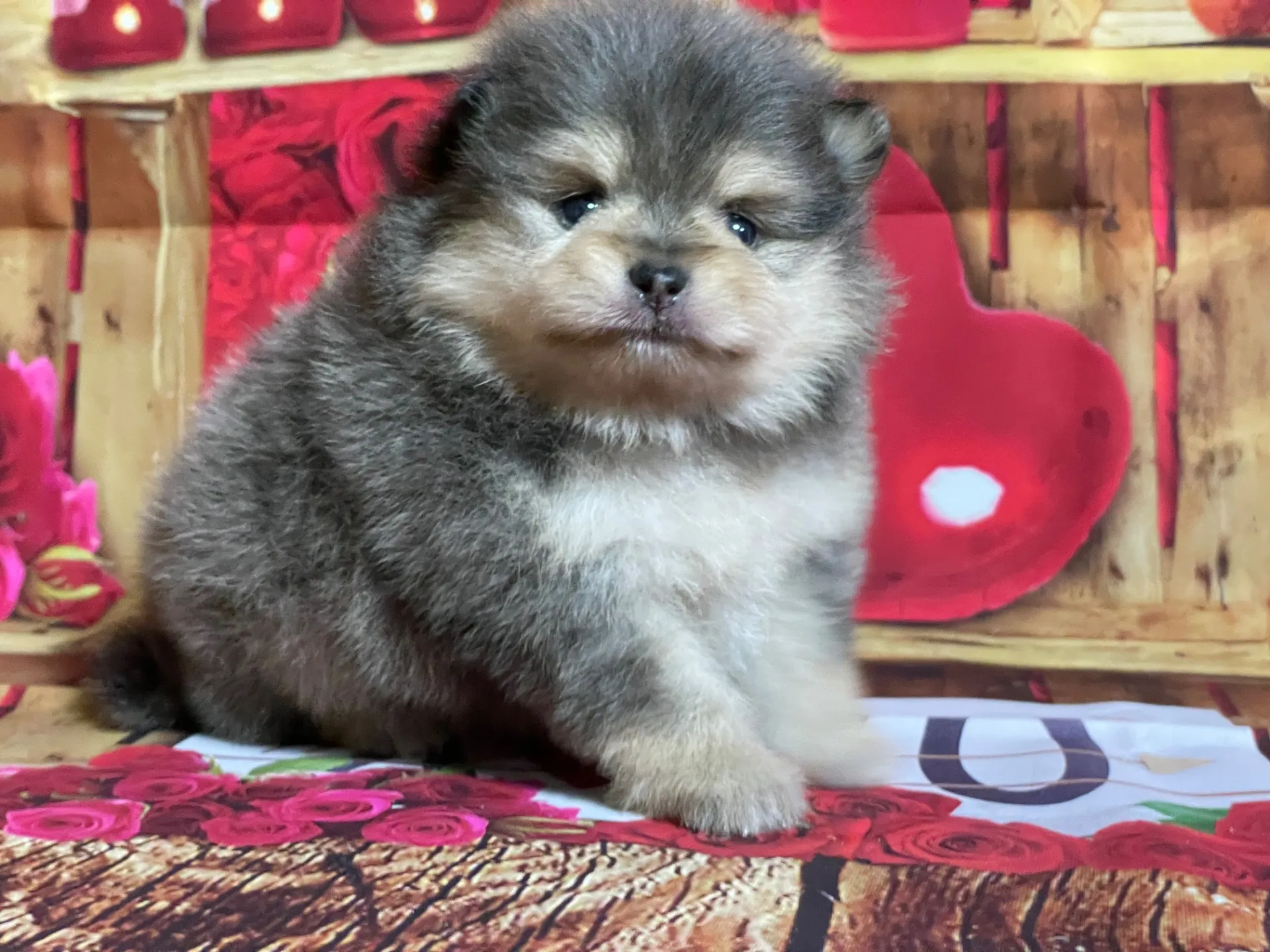 4/22生　<売約済>ポメラニアン