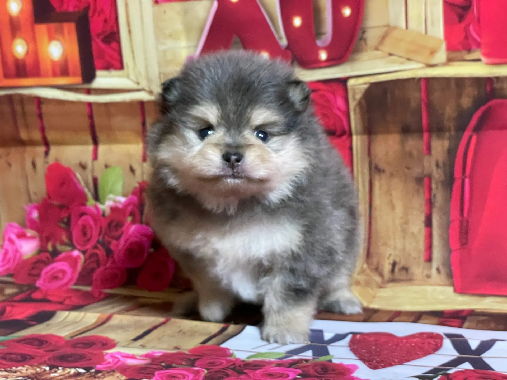 4/22生　<売約済>ポメラニアン