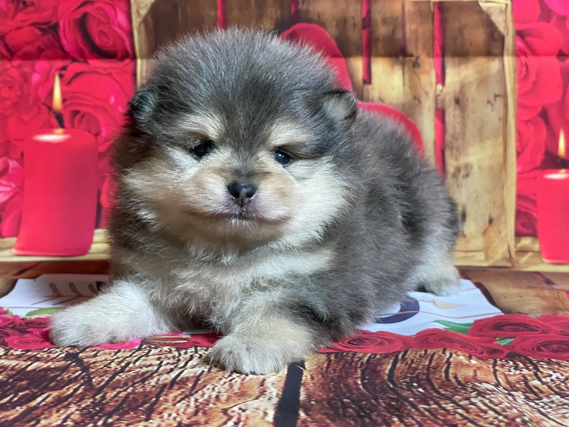 4/22生　<売約済>ポメラニアン