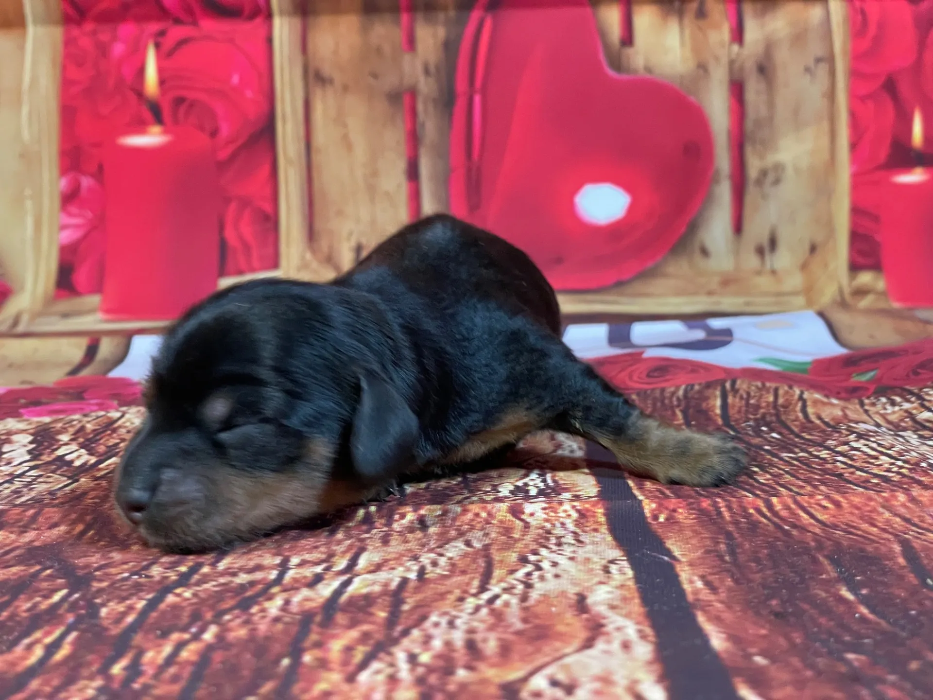 5/21生　<売約済>カニンヘンダックス