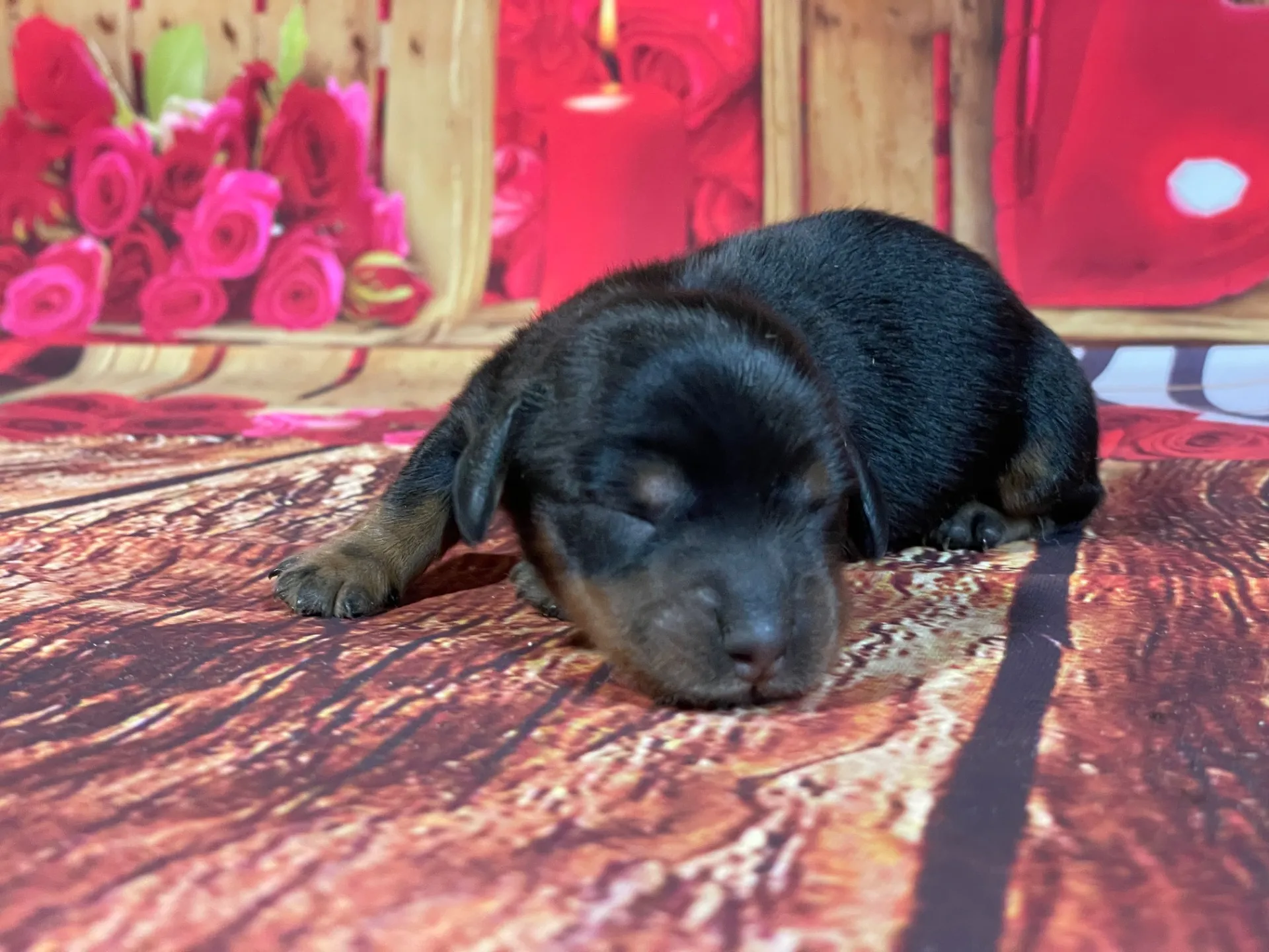 5/21生　<売約済>カニンヘンダックス