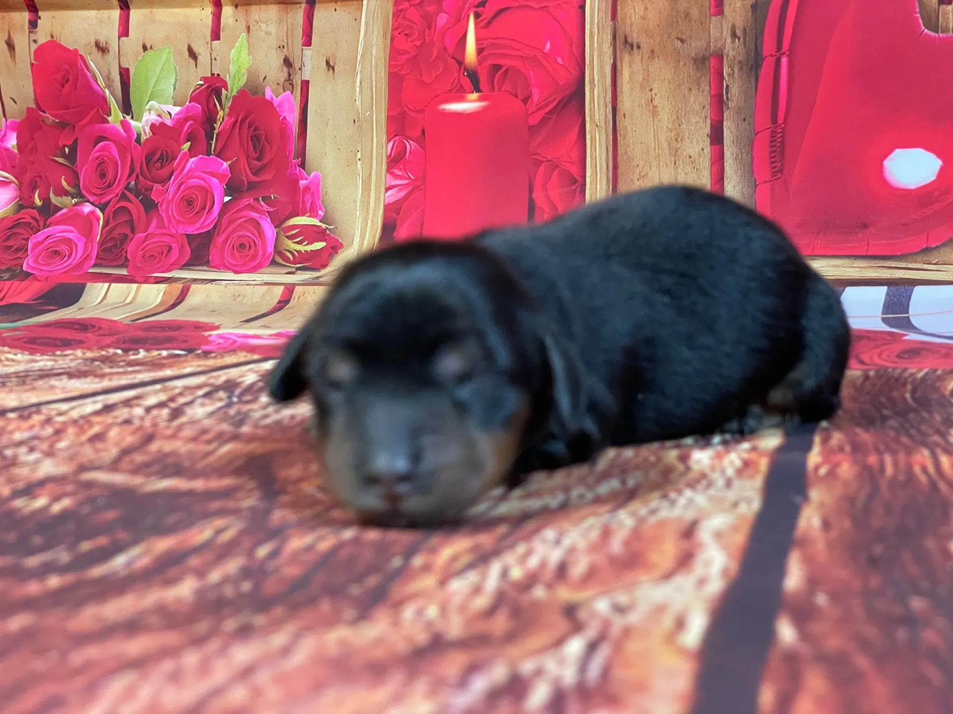 5/21生　<売約済>カニンヘンダックス