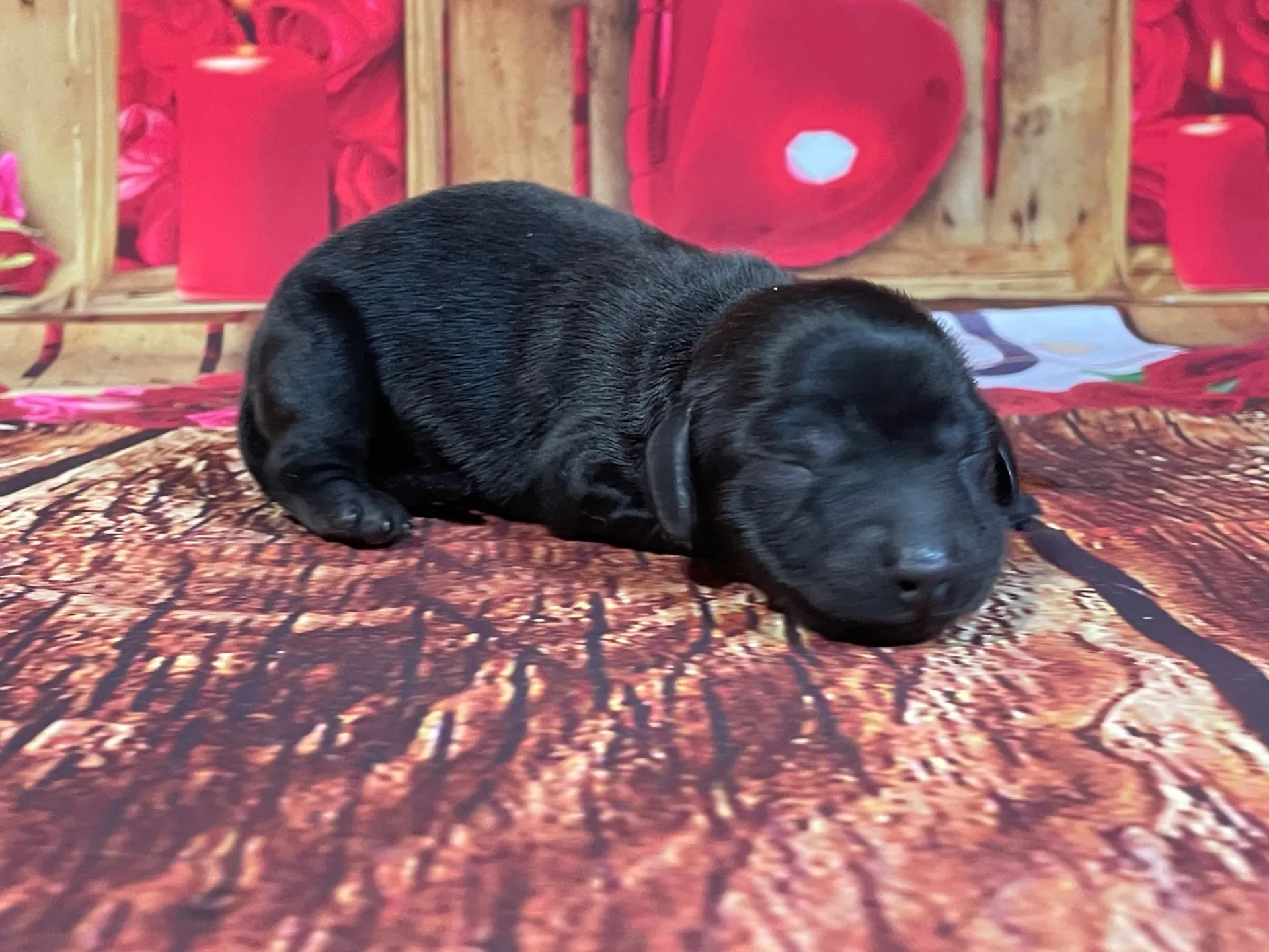 5/21生　<売約済>カニンヘンダックス