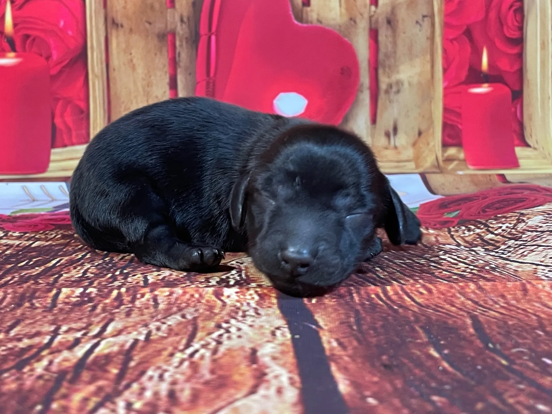 5/21生　<売約済>カニンヘンダ売約済