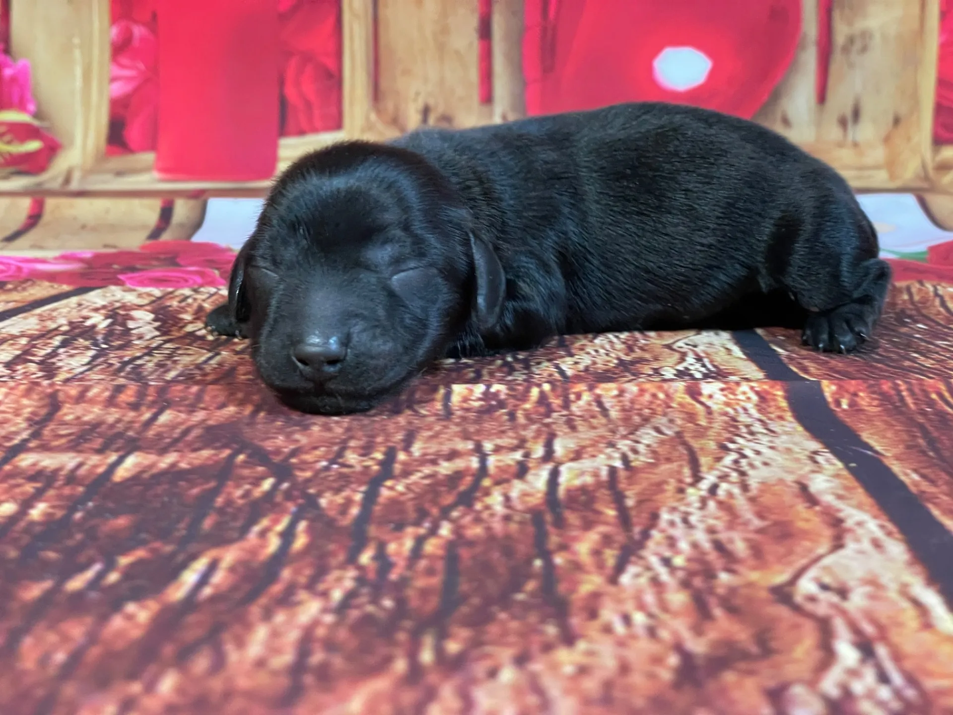 5/21生　<売約済>カニンヘンダックス