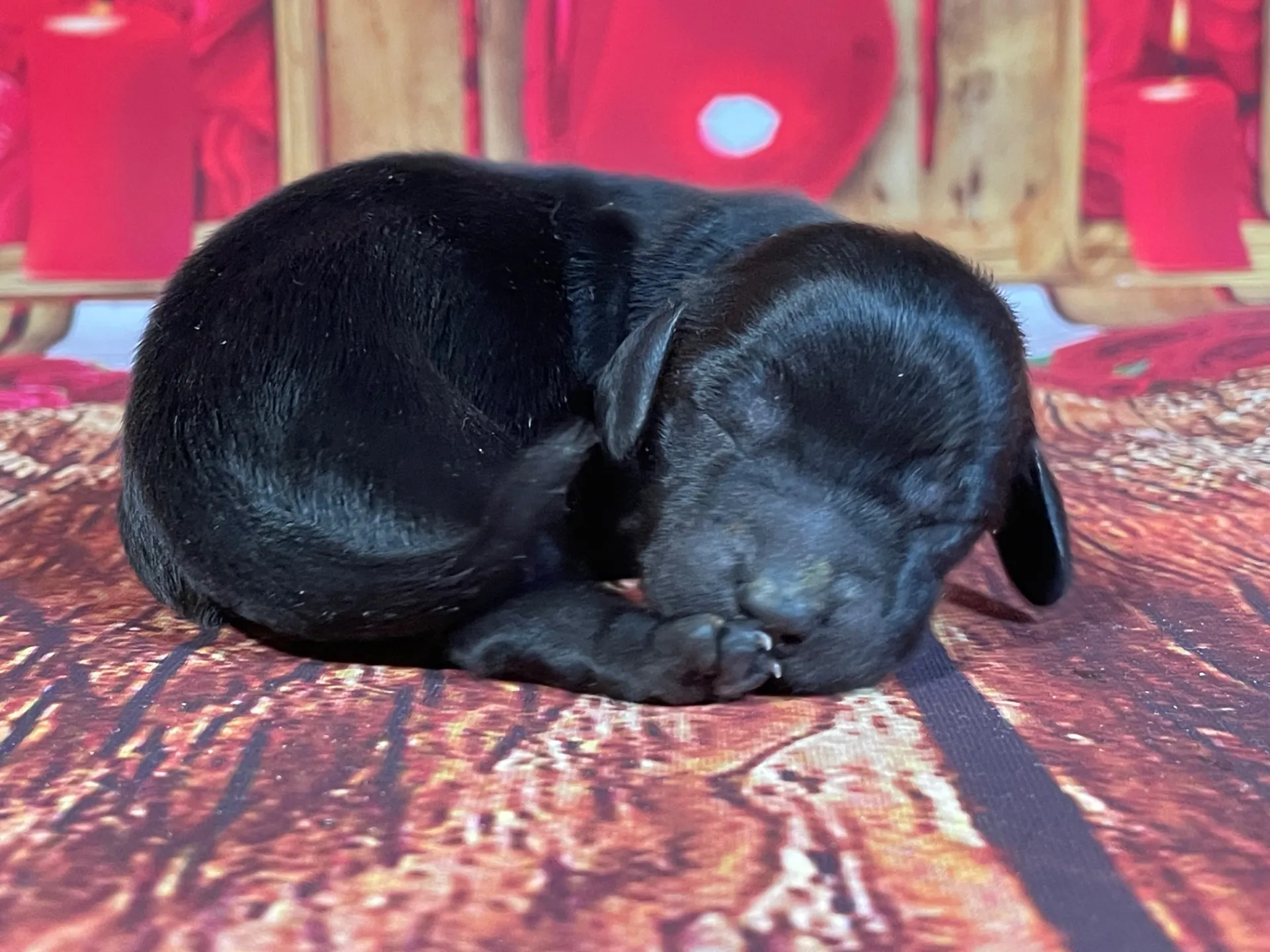 5/21生　<売約済>カニンヘンダ売約済